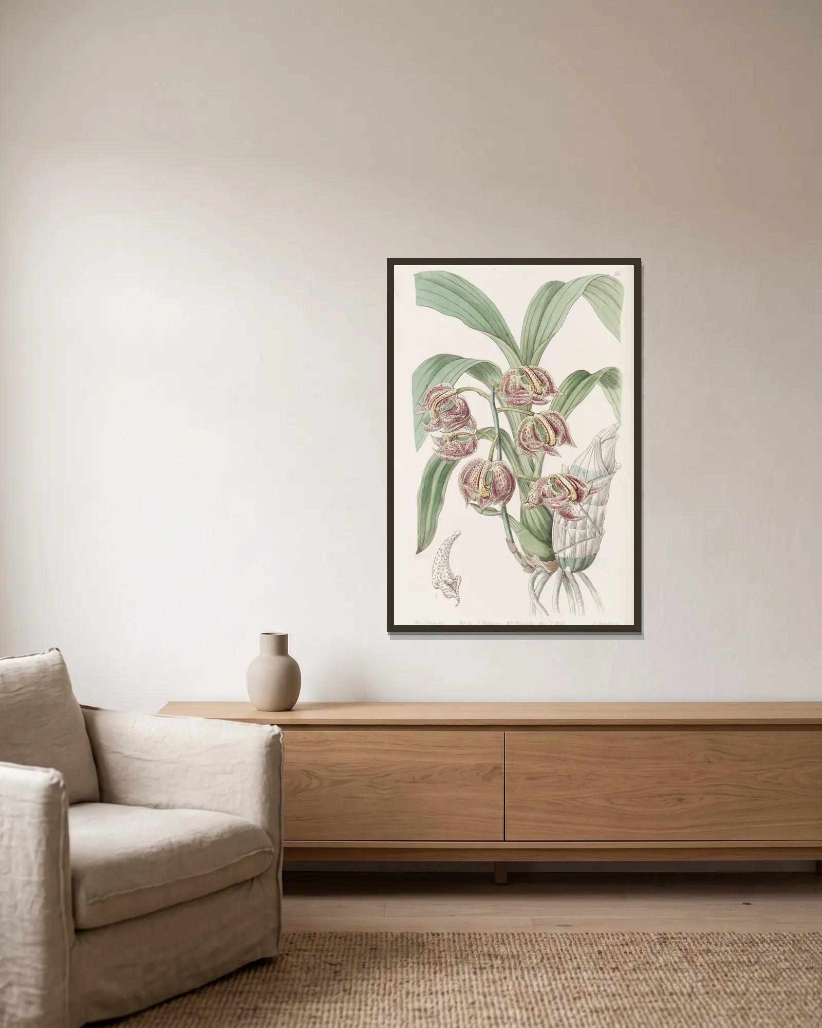 Aromatic Mormodes av Sydenham Edwards inramad på en vägg