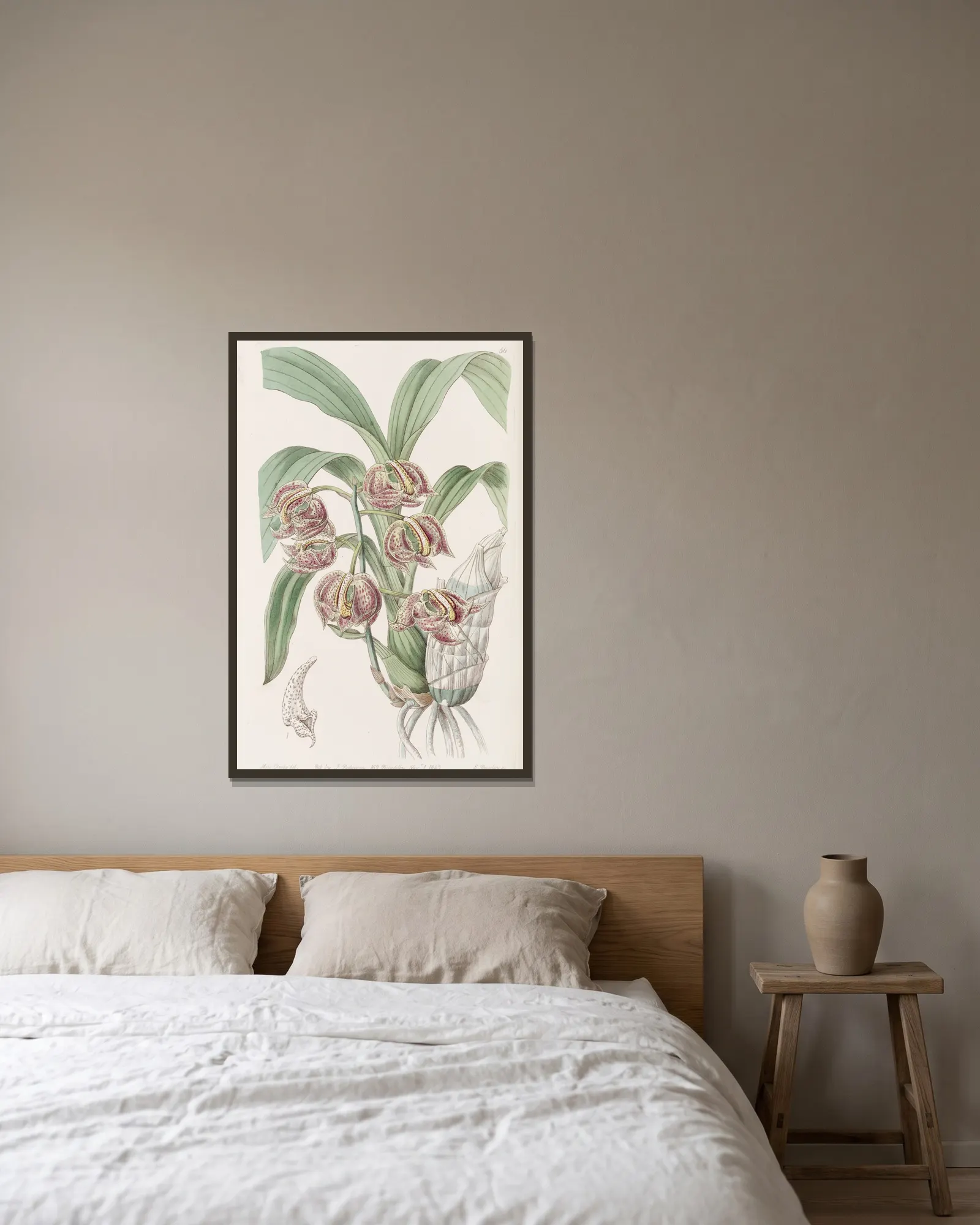 Aromatic Mormodes av Sydenham Edwards inramad på en vägg