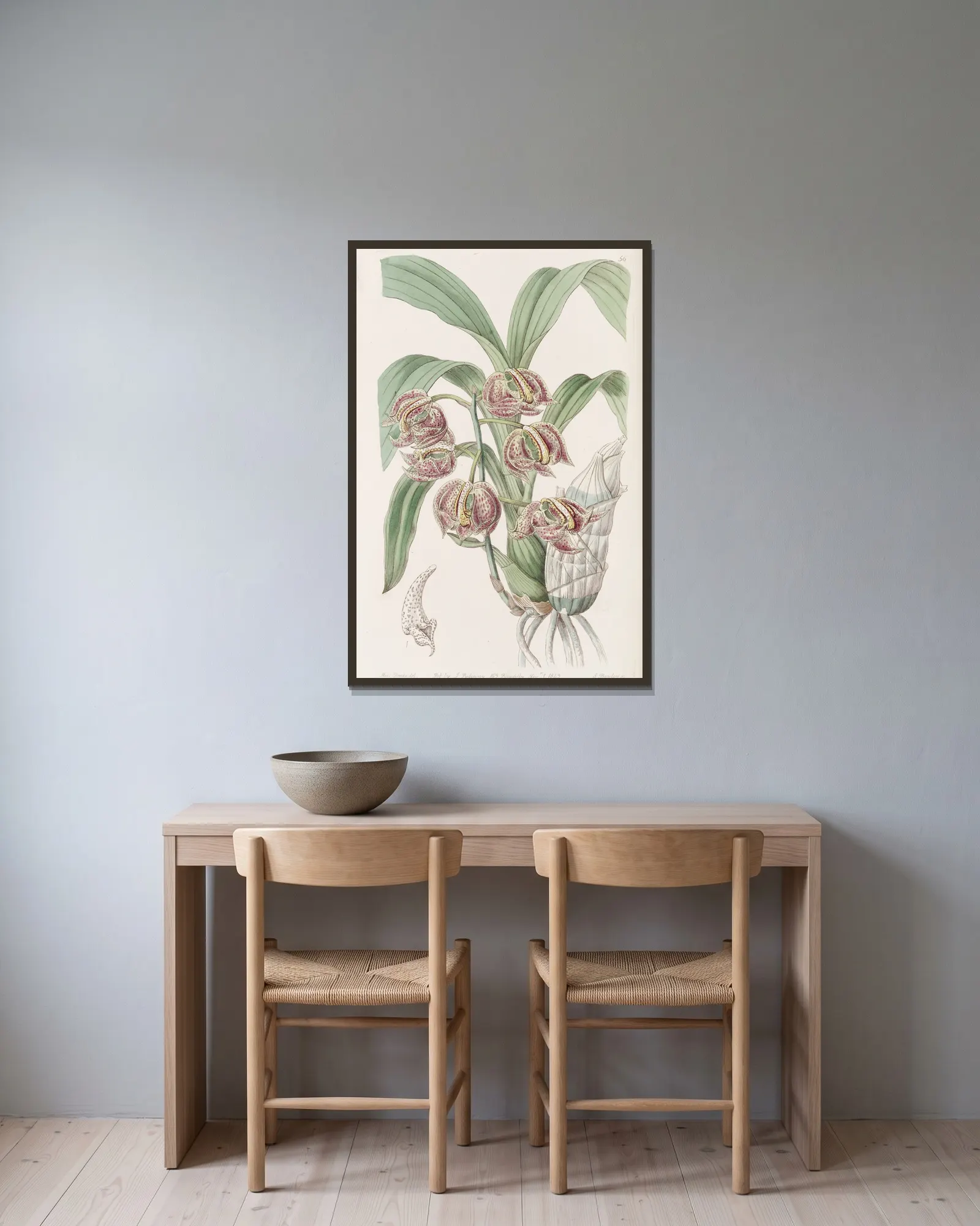 Aromatic Mormodes av Sydenham Edwards inramad på en vägg