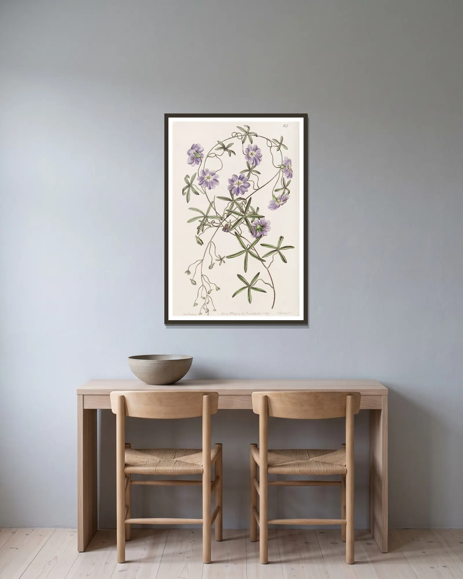 Blue Nasturtium av Sydenham Edwards inramad på en vägg