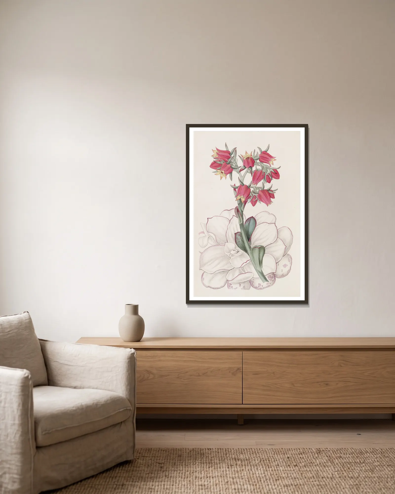 Blunt-leaved Echeveria av Sydenham Edwards inramad på en vägg