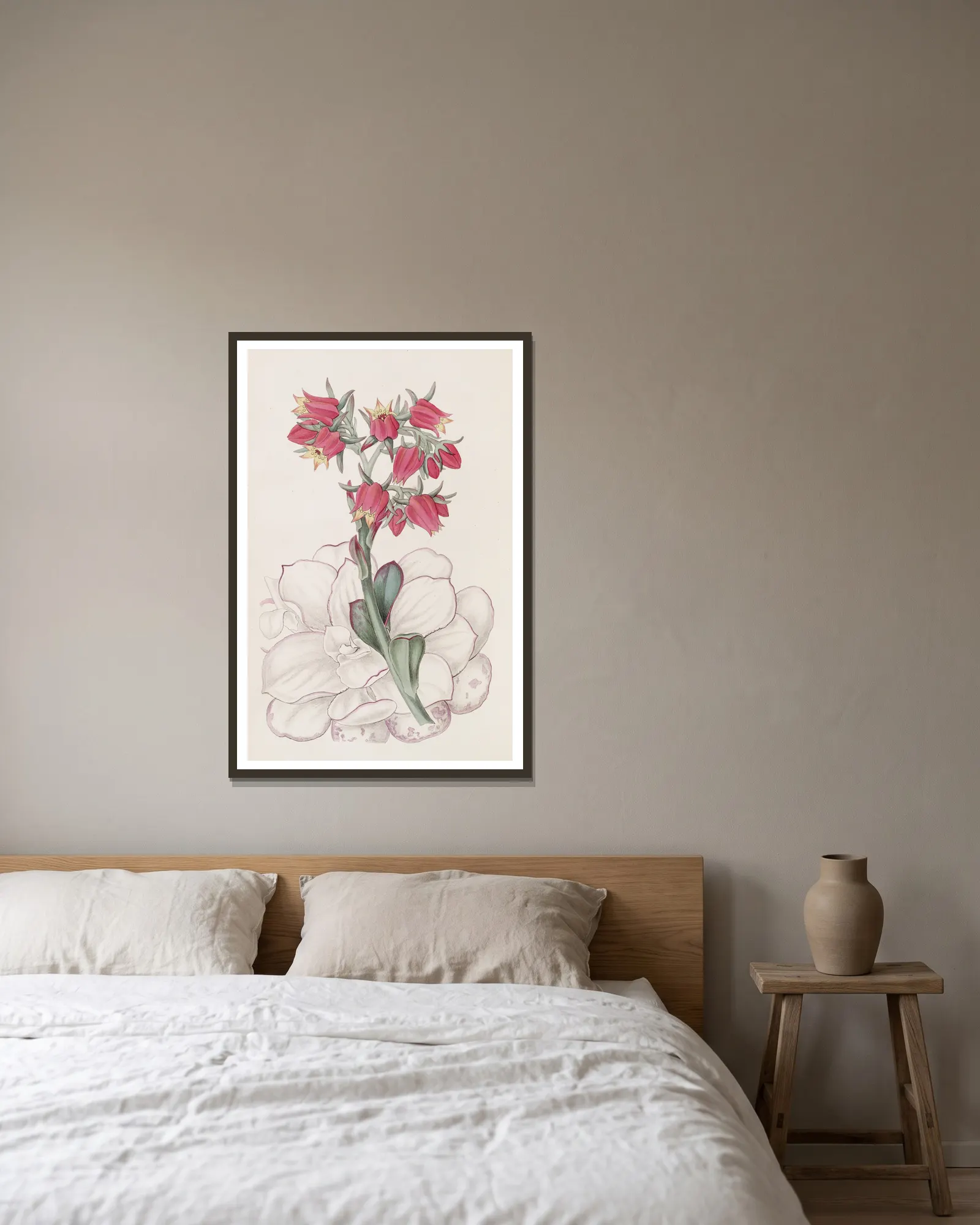Blunt-leaved Echeveria av Sydenham Edwards inramad på en vägg