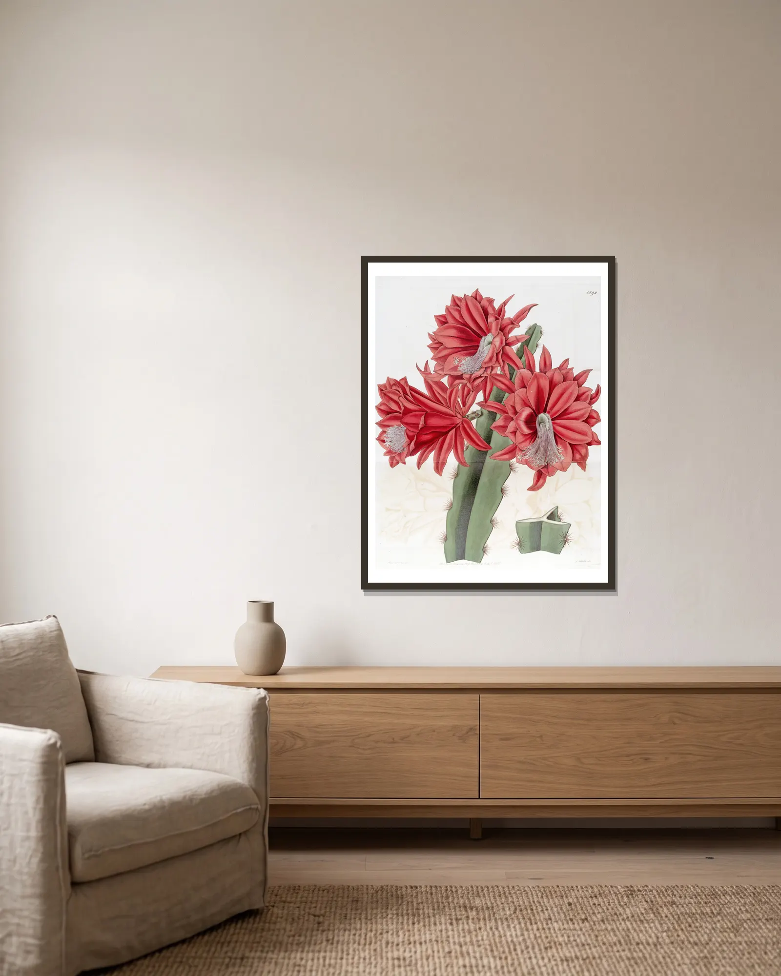 Brick-red hybrid Cactus av Sydenham Edwards inramad på en vägg