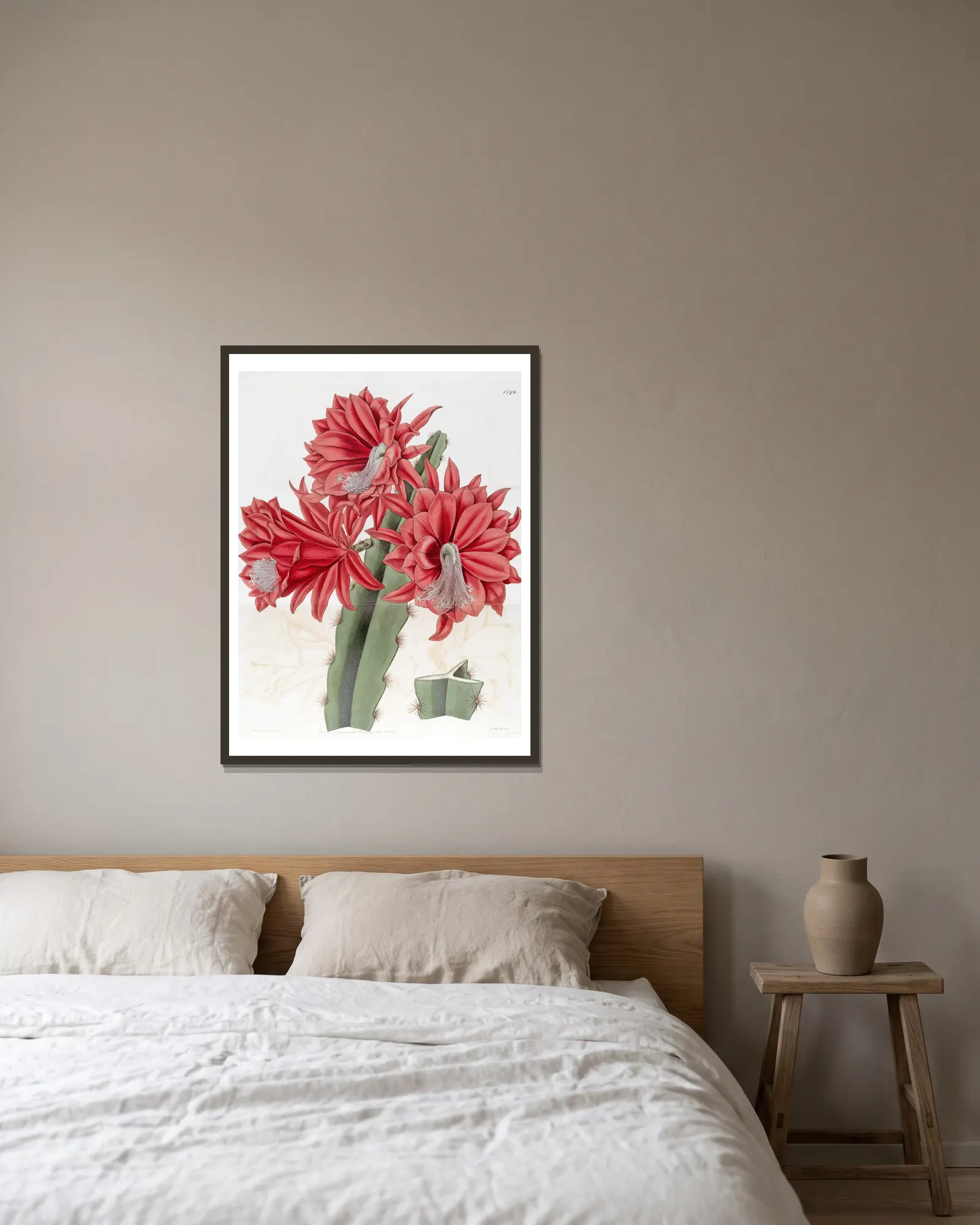 Brick-red hybrid Cactus av Sydenham Edwards inramad på en vägg