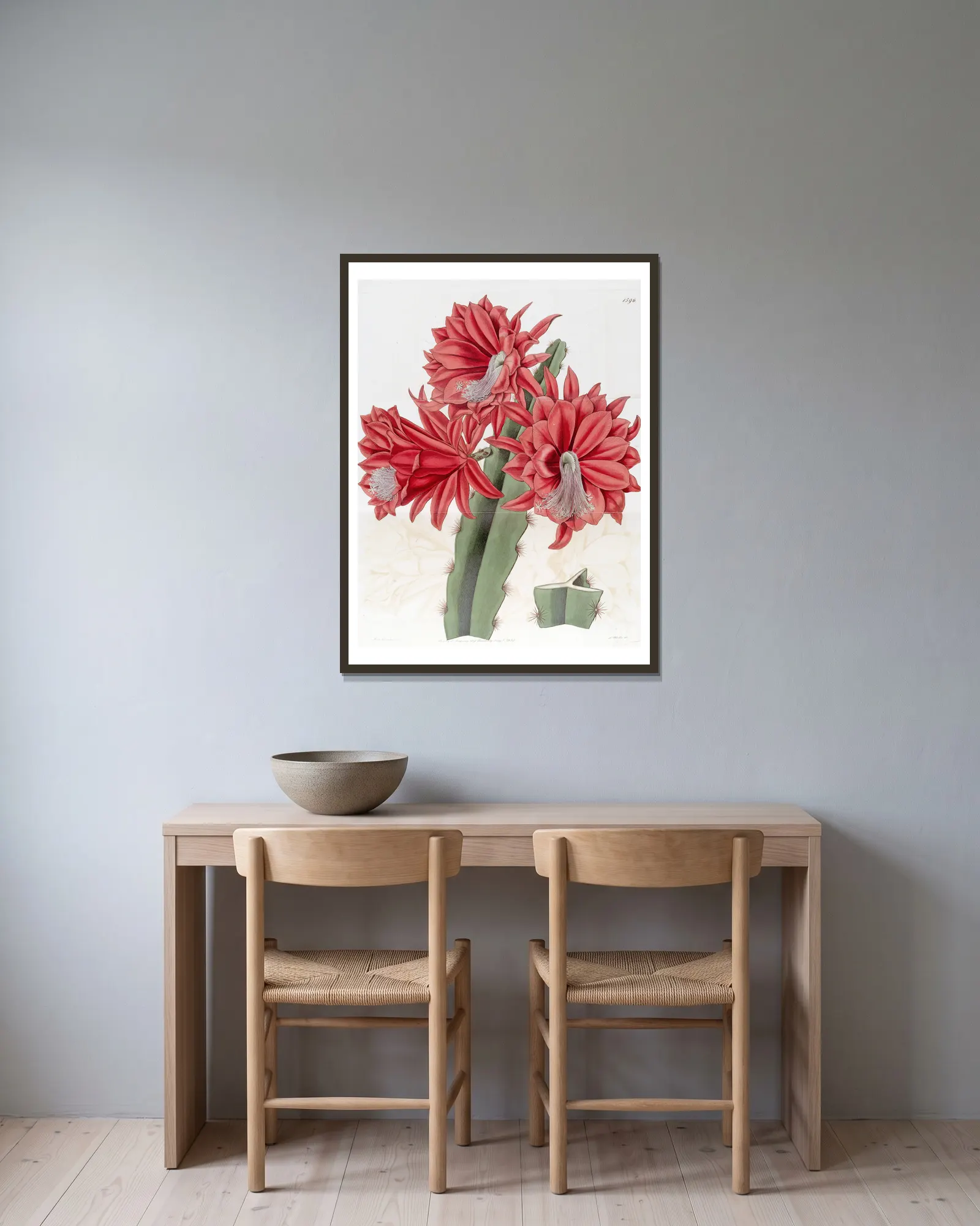 Brick-red hybrid Cactus av Sydenham Edwards inramad på en vägg