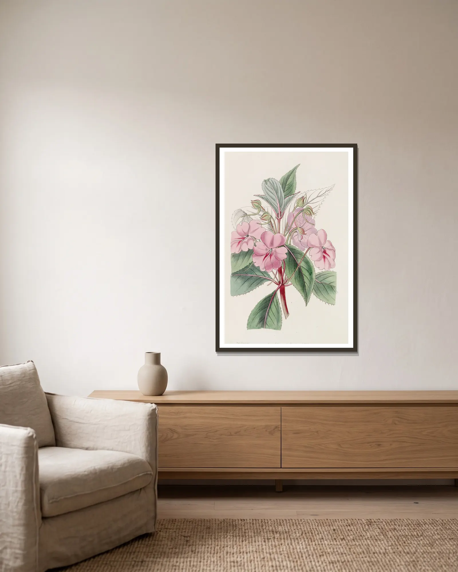 Broad-petaled Balsam av Sydenham Edwards inramad på en vägg