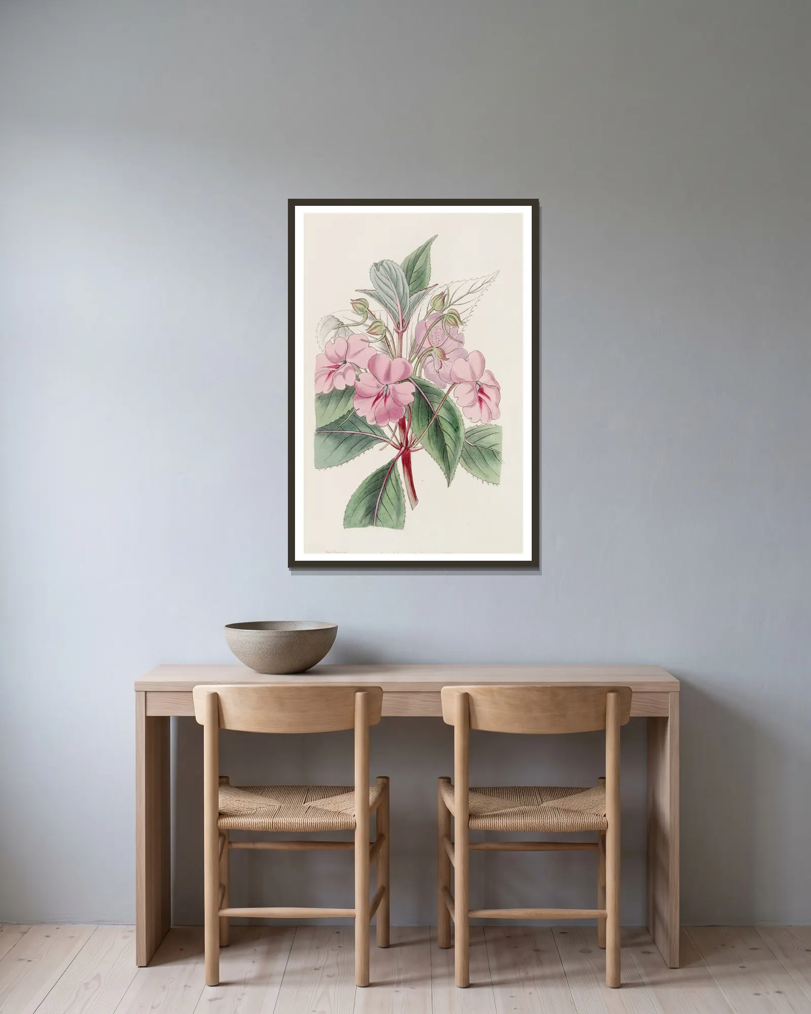 Broad-petaled Balsam av Sydenham Edwards inramad på en vägg