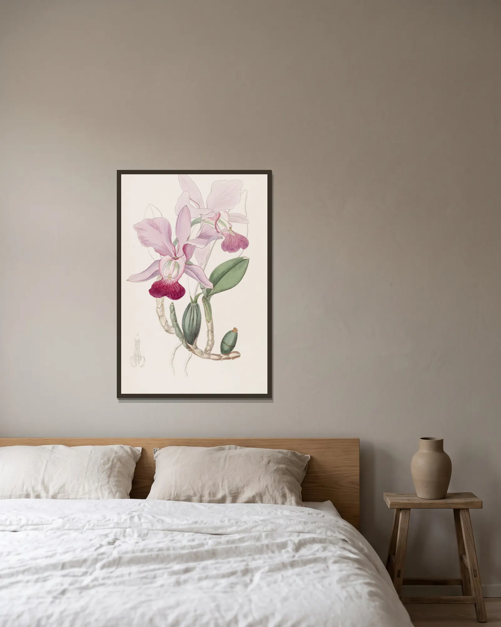 Bulbous Cattleya av Sydenham Edwards inramad på en vägg