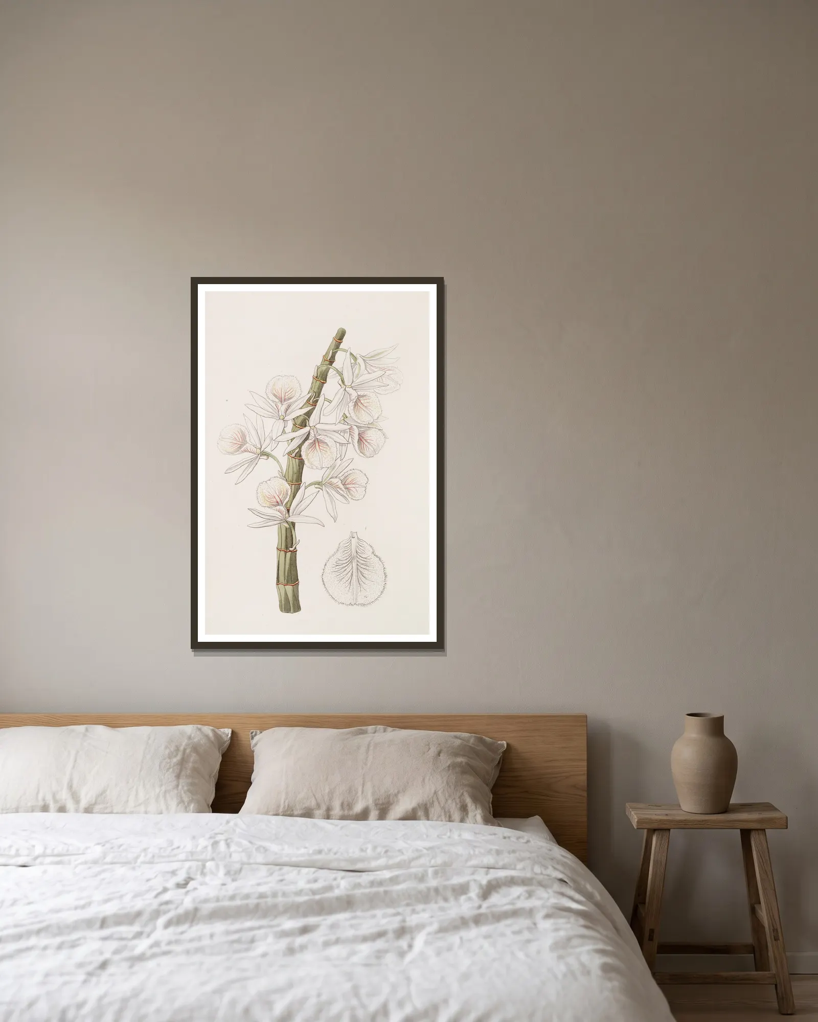 Chalk-white Dendrobe av Sydenham Edwards inramad på en vägg