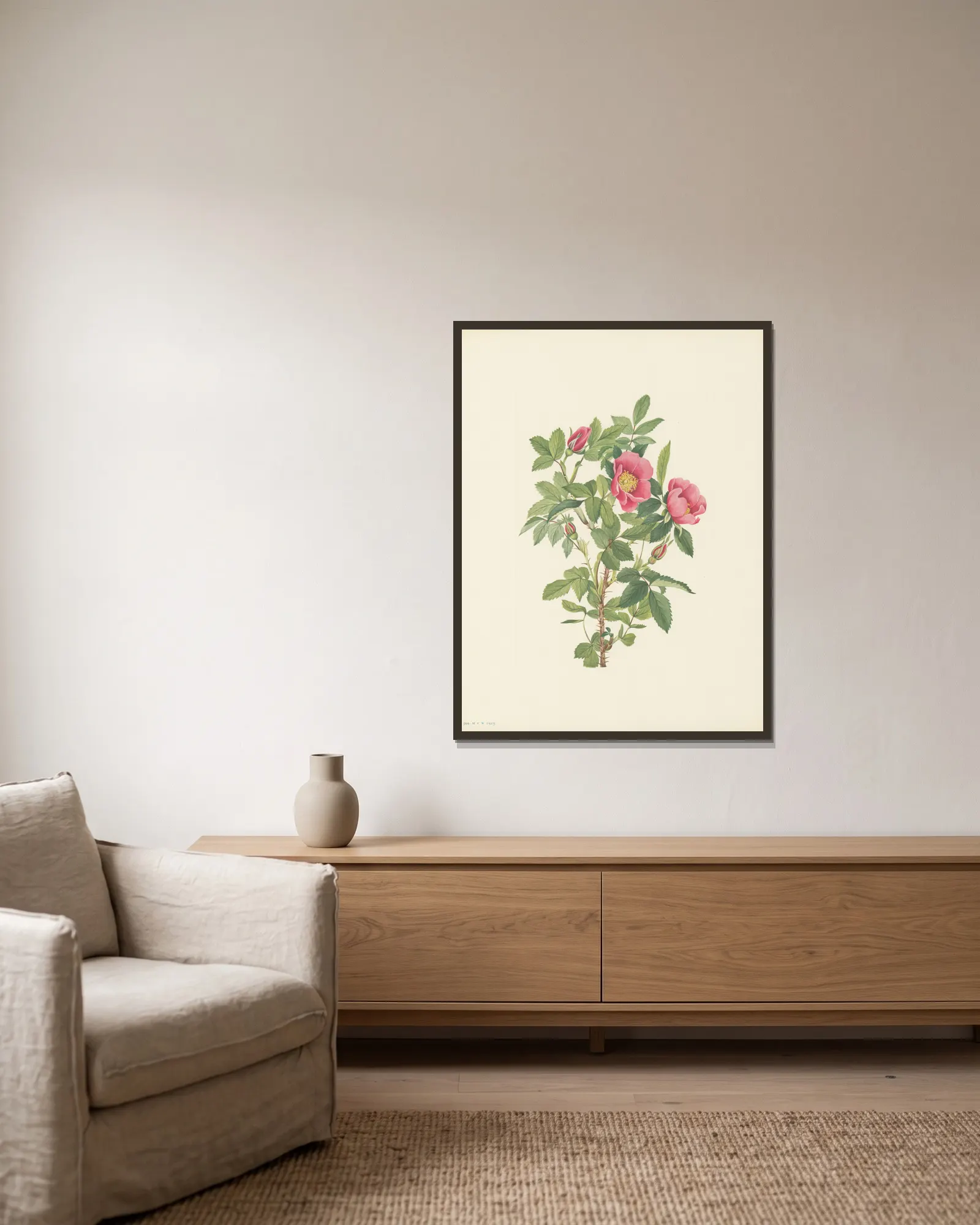 Bourgeau Rose (flower) (Rosa bourgeauiana) av Mary Vaux Walcott inramad på en vägg