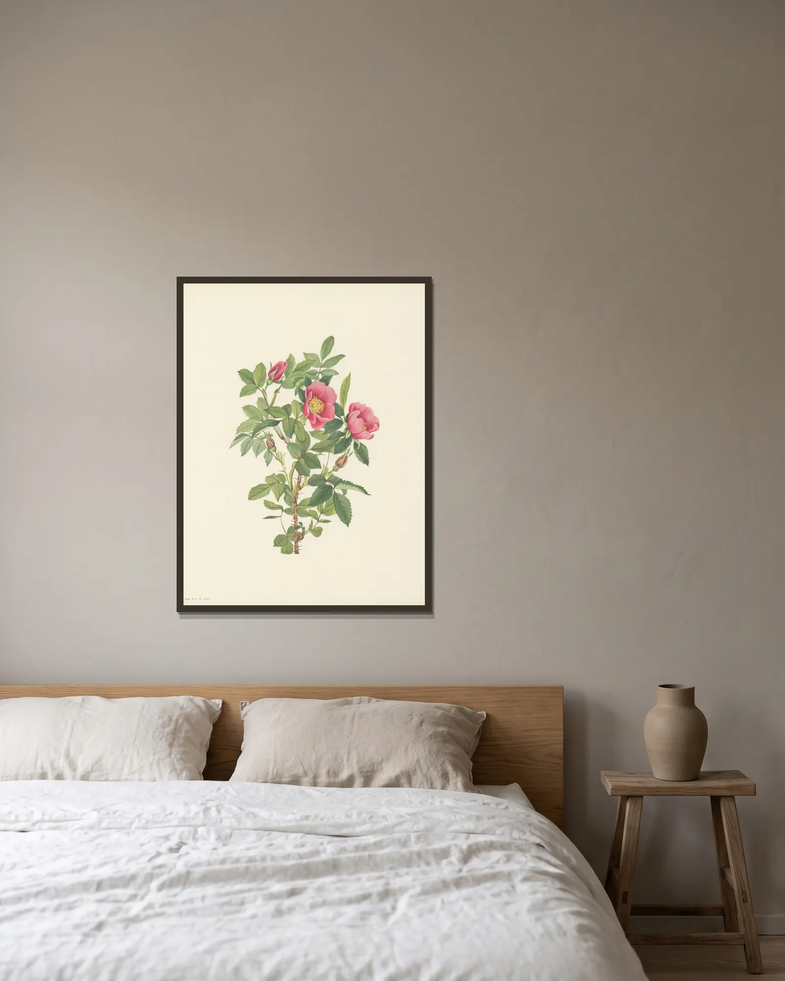 Bourgeau Rose (flower) (Rosa bourgeauiana) av Mary Vaux Walcott inramad på en vägg