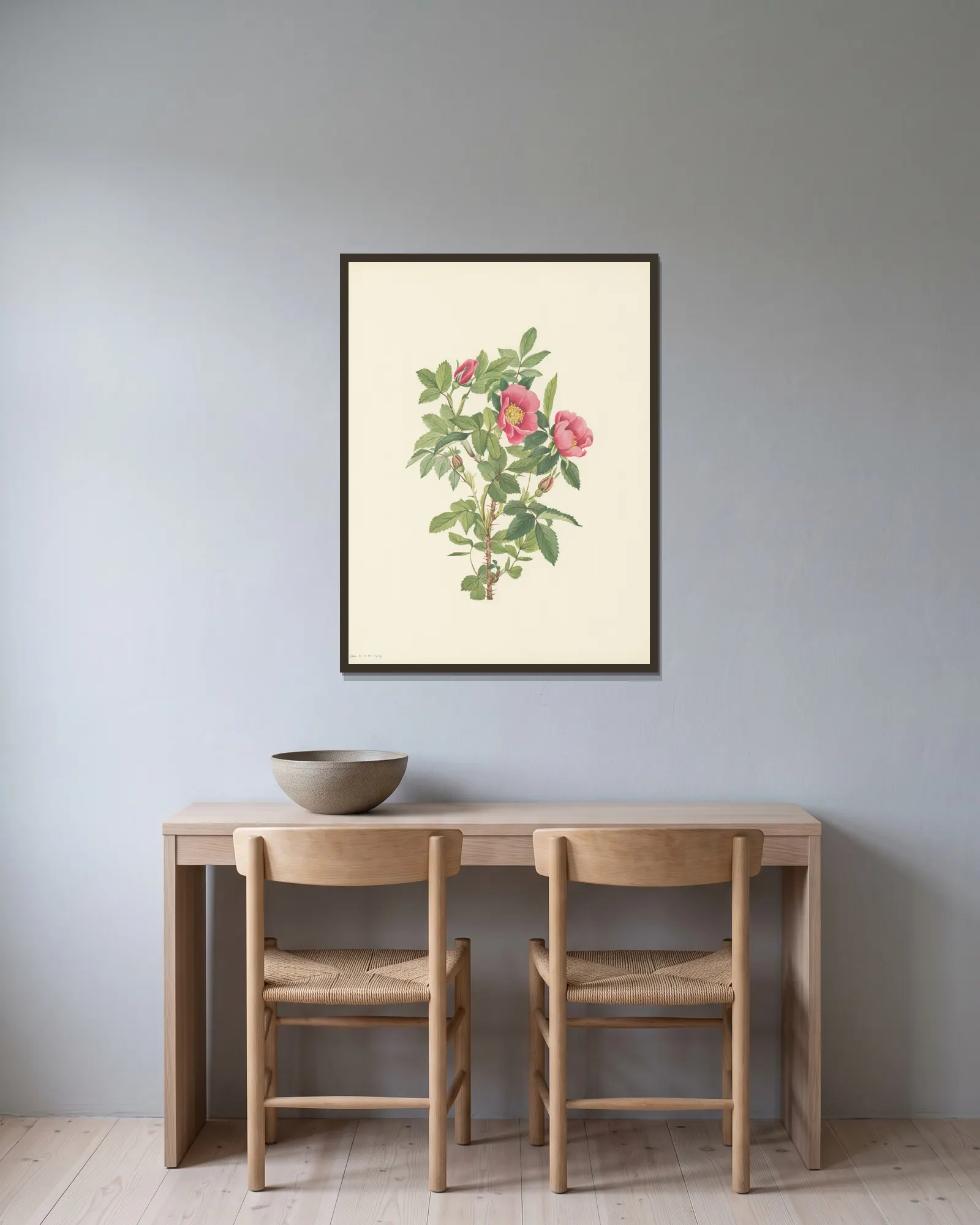 Bourgeau Rose (flower) (Rosa bourgeauiana) av Mary Vaux Walcott inramad på en vägg