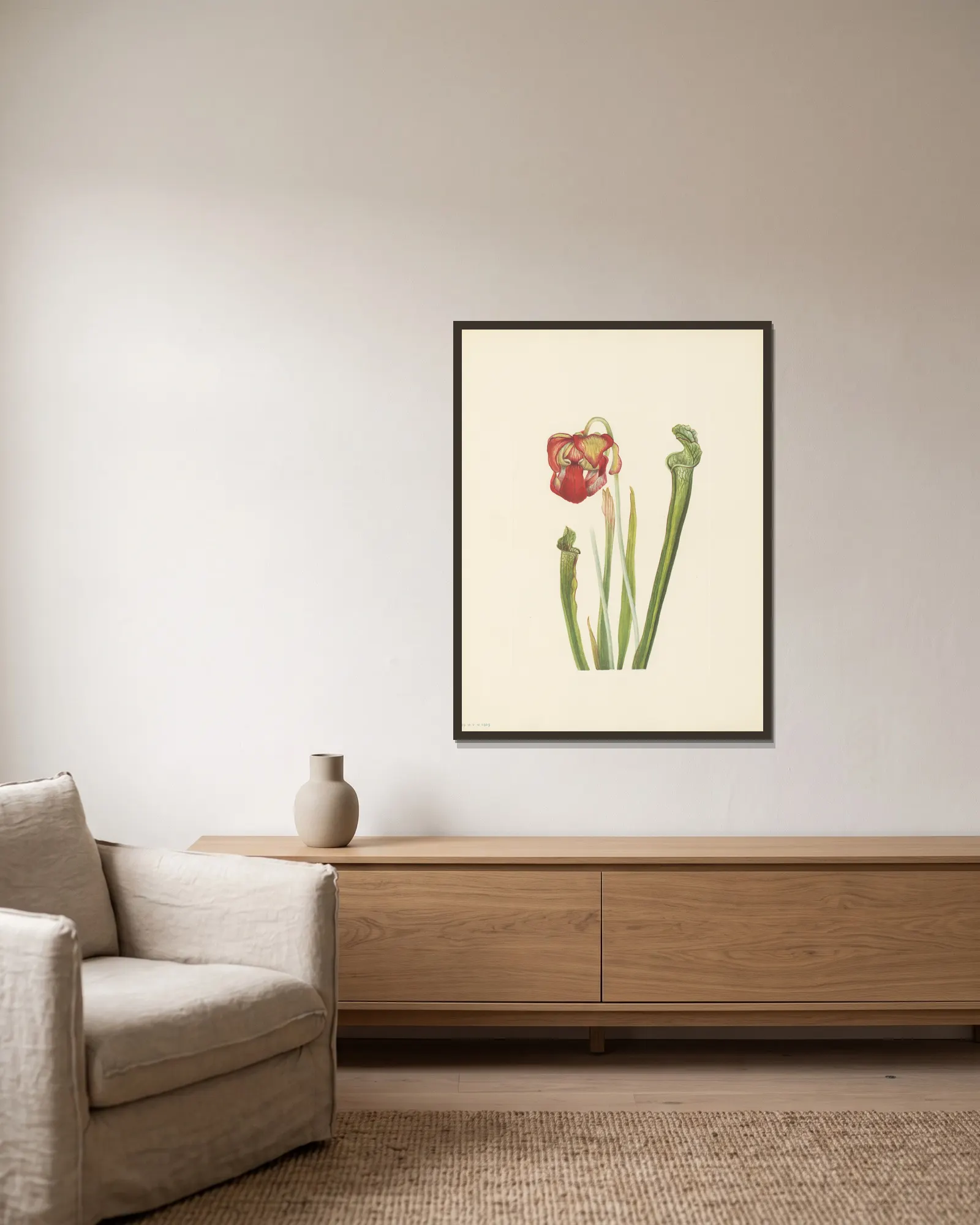 Drummond Pitcherplant (Sarracenia drummondii) av Mary Vaux Walcott inramad på en vägg