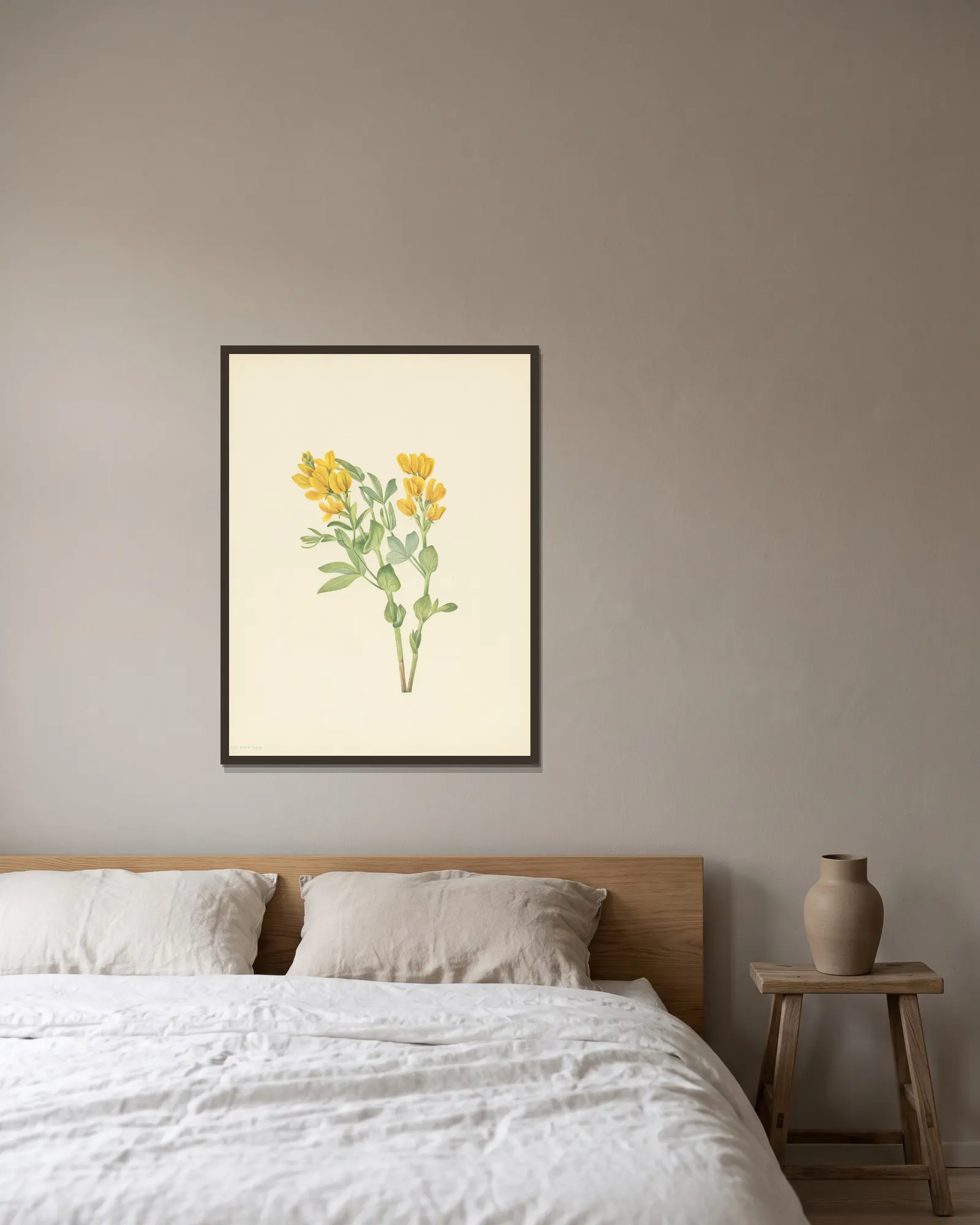 Goldenpea (Thermopsis rhombifolia) av Mary Vaux Walcott inramad på en vägg