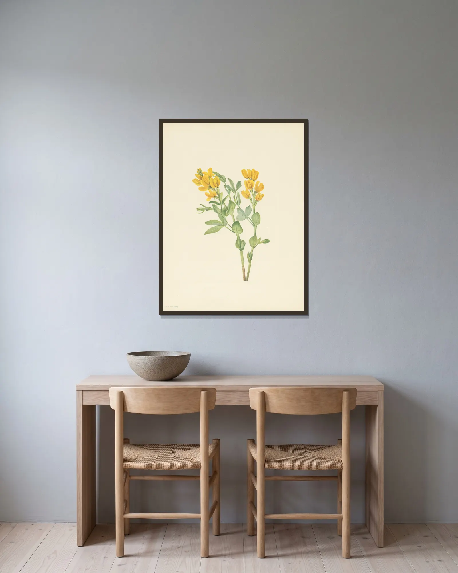 Goldenpea (Thermopsis rhombifolia) av Mary Vaux Walcott inramad på en vägg