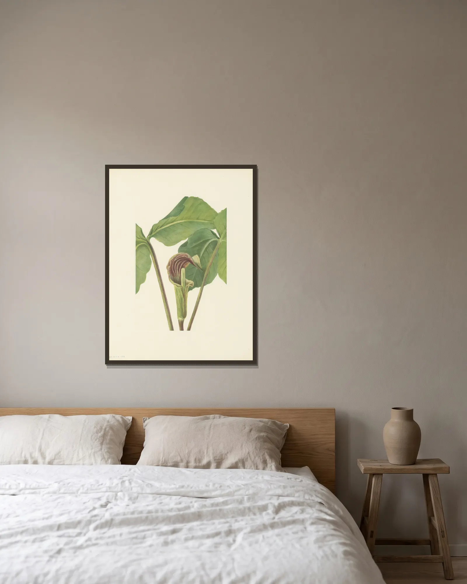 Jack-in-the-pulpit (Arisaema triphyllum) av Mary Vaux Walcott inramad på en vägg
