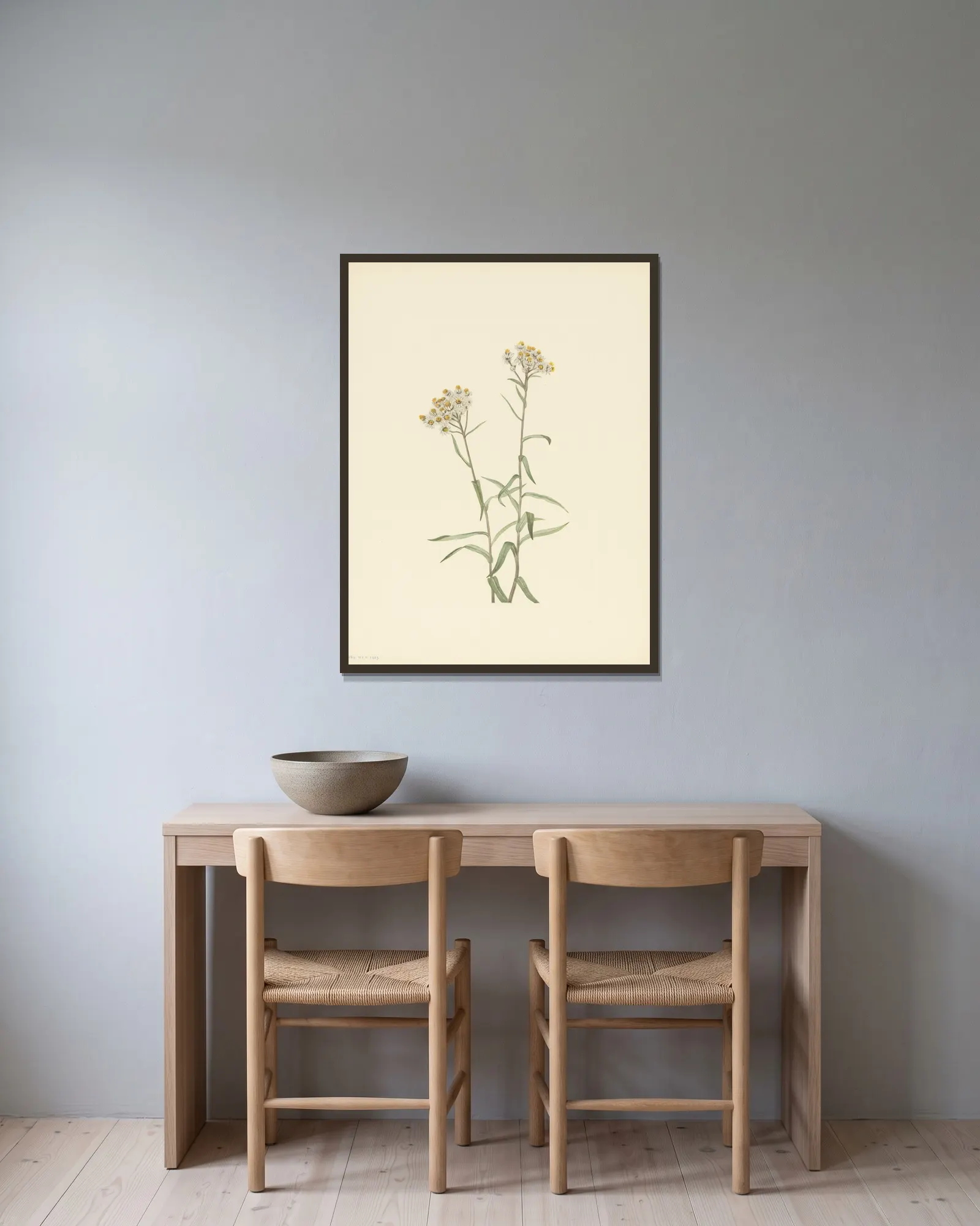 Pearl Everlasting (Anaphalis margaritacea) av Mary Vaux Walcott inramad på en vägg