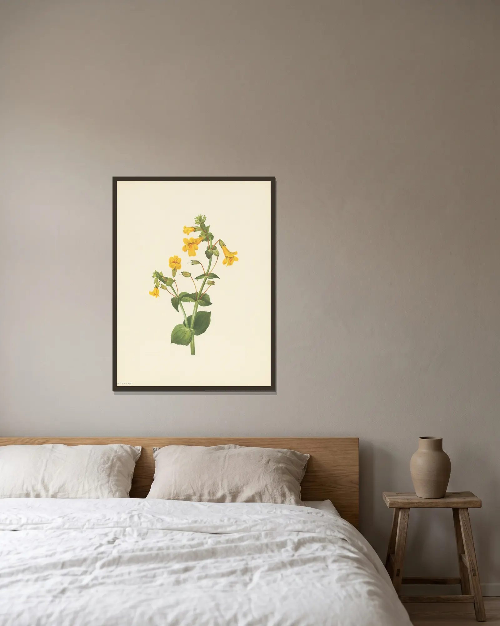 Western Monkeyflower (Mimulus guttatus) av Mary Vaux Walcott inramad på en vägg