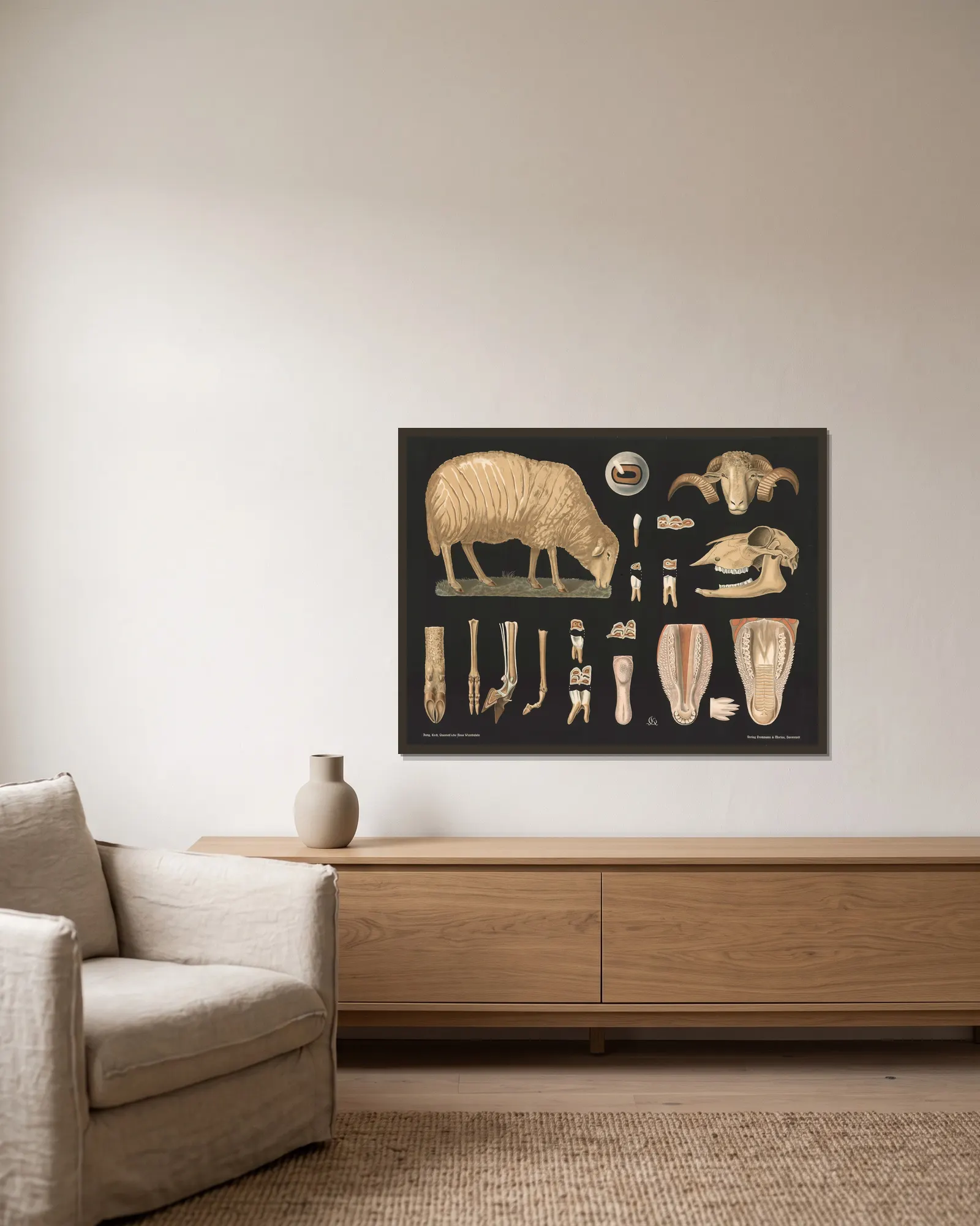Sheep (Ovis aries) av Gottlieb von Koch inramad på en vägg