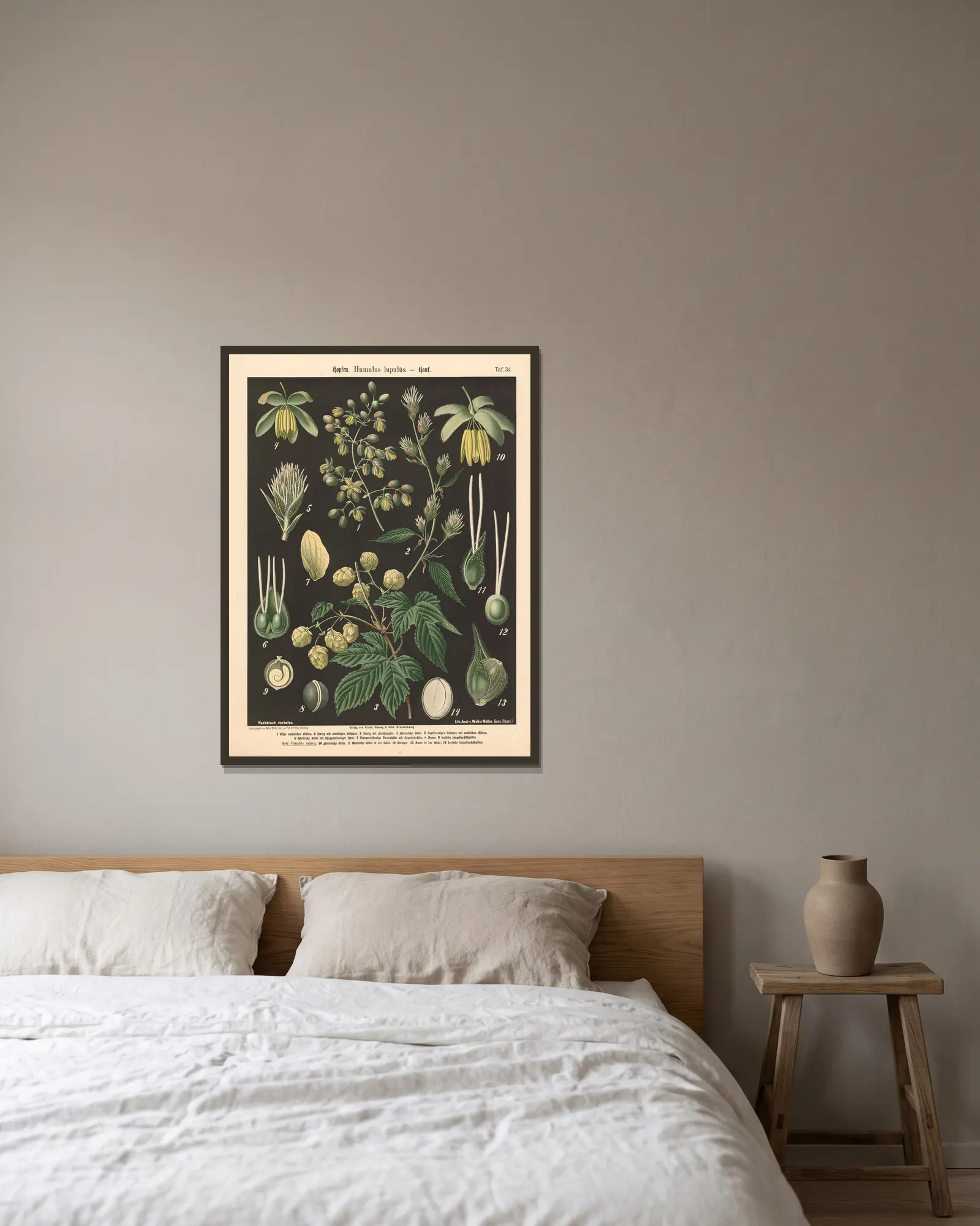 Hopfen. Humulus lupulus av Walter Müller inramad på en vägg