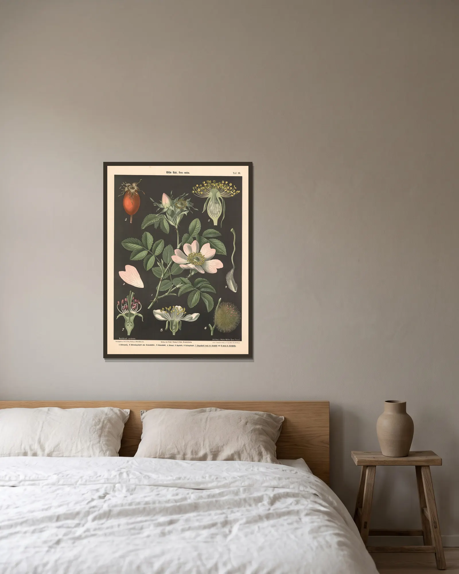 Wilde Pose, rosa canina av Walter Müller inramad på en vägg