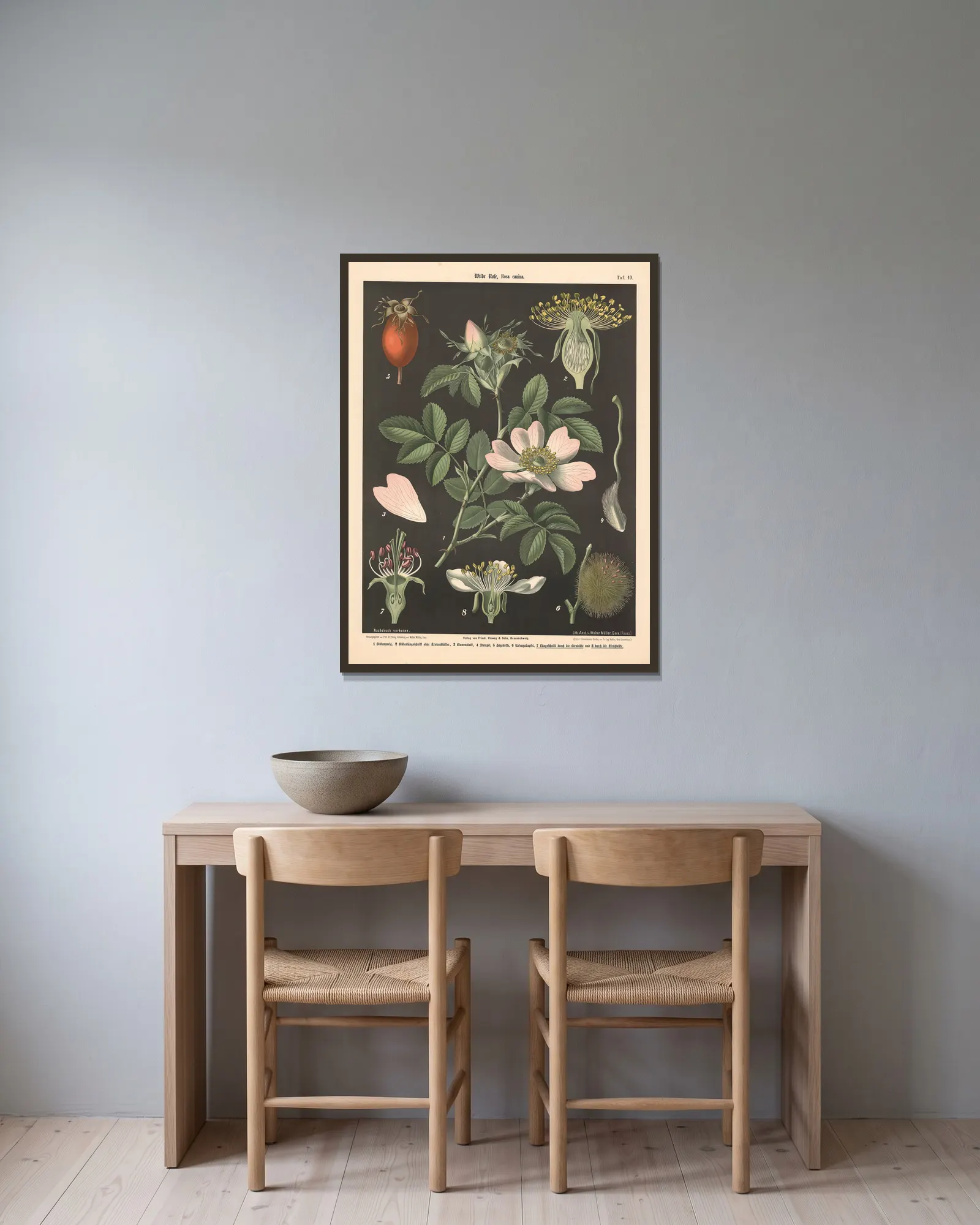 Wilde Pose, rosa canina av Walter Müller inramad på en vägg