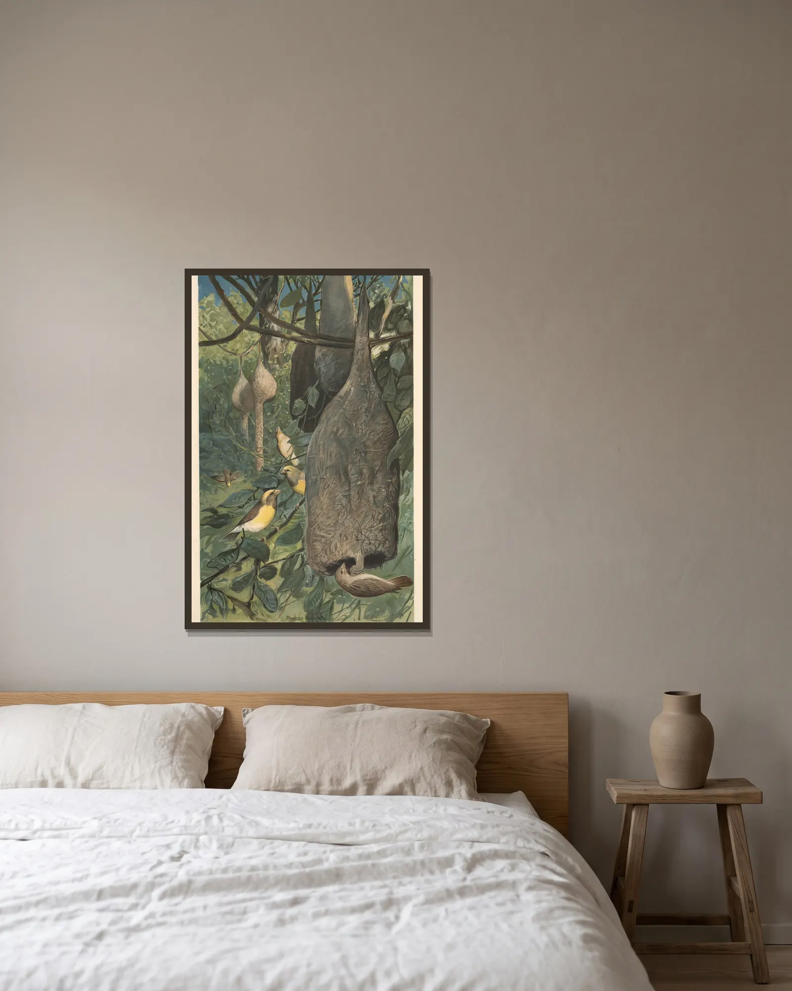 Weaver bird av Wilhelm Kuhnert inramad på en vägg