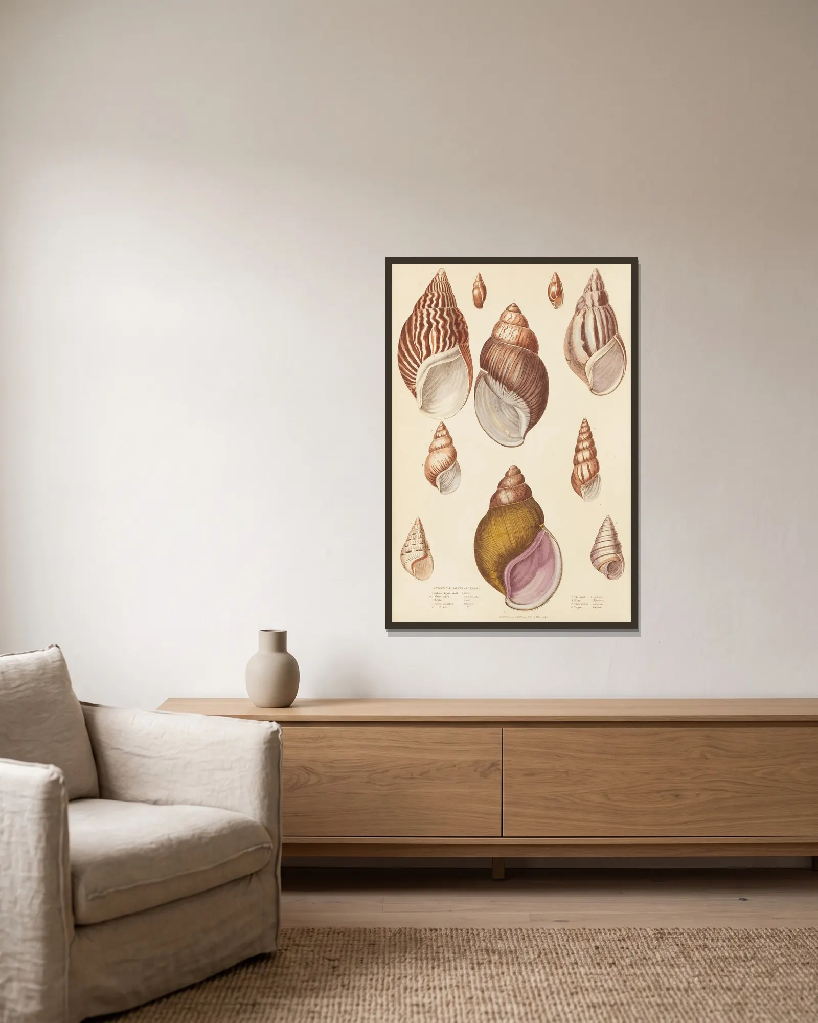 Agate-Shells av William MacGillivray inramad på en vägg