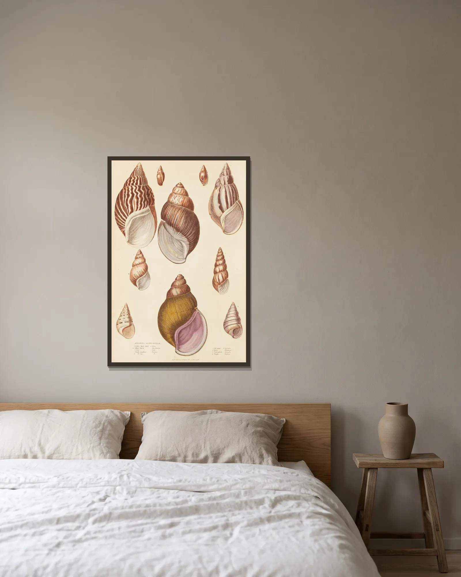 Agate-Shells av William MacGillivray inramad på en vägg