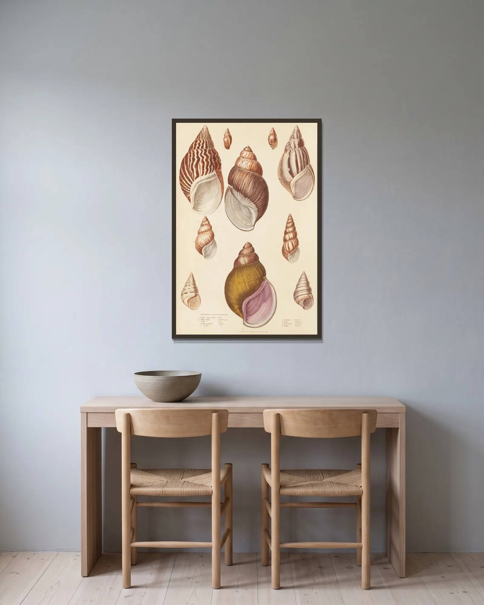 Agate-Shells av William MacGillivray inramad på en vägg