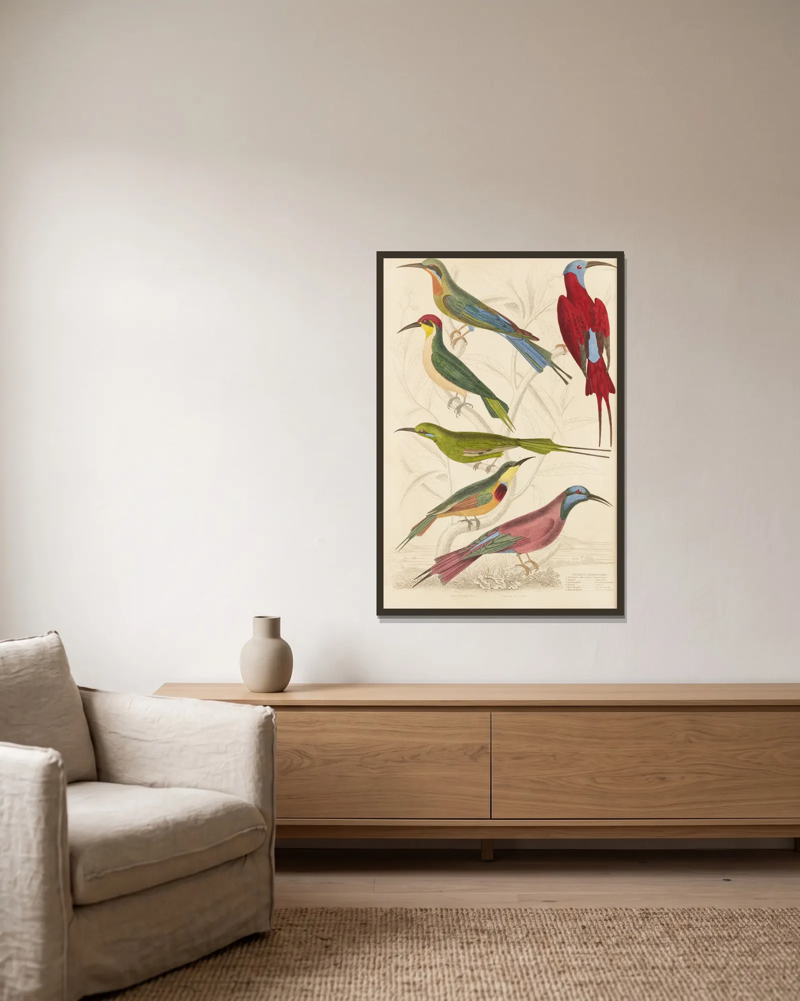 Bee-eaters av William MacGillivray inramad på en vägg
