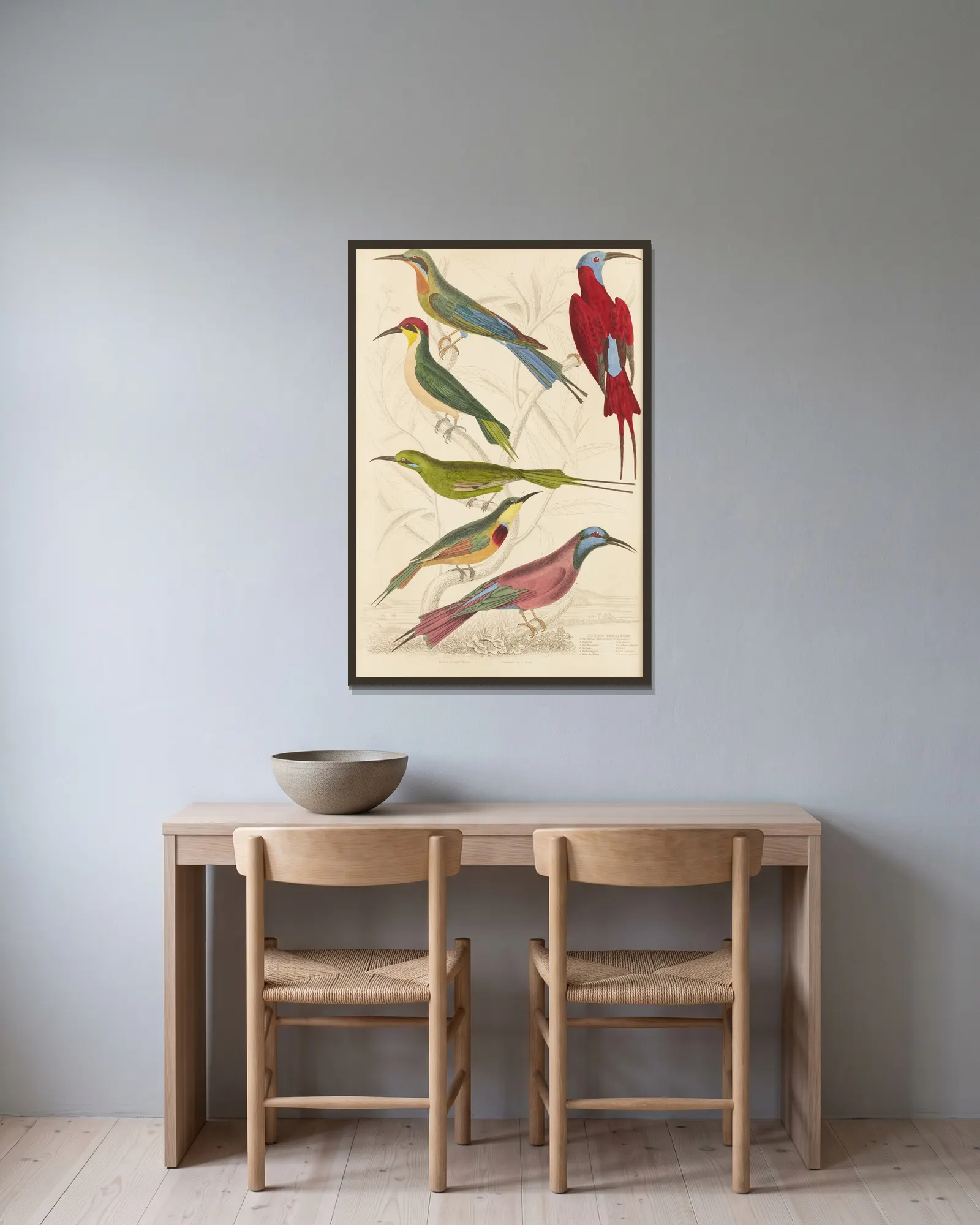 Bee-eaters av William MacGillivray inramad på en vägg