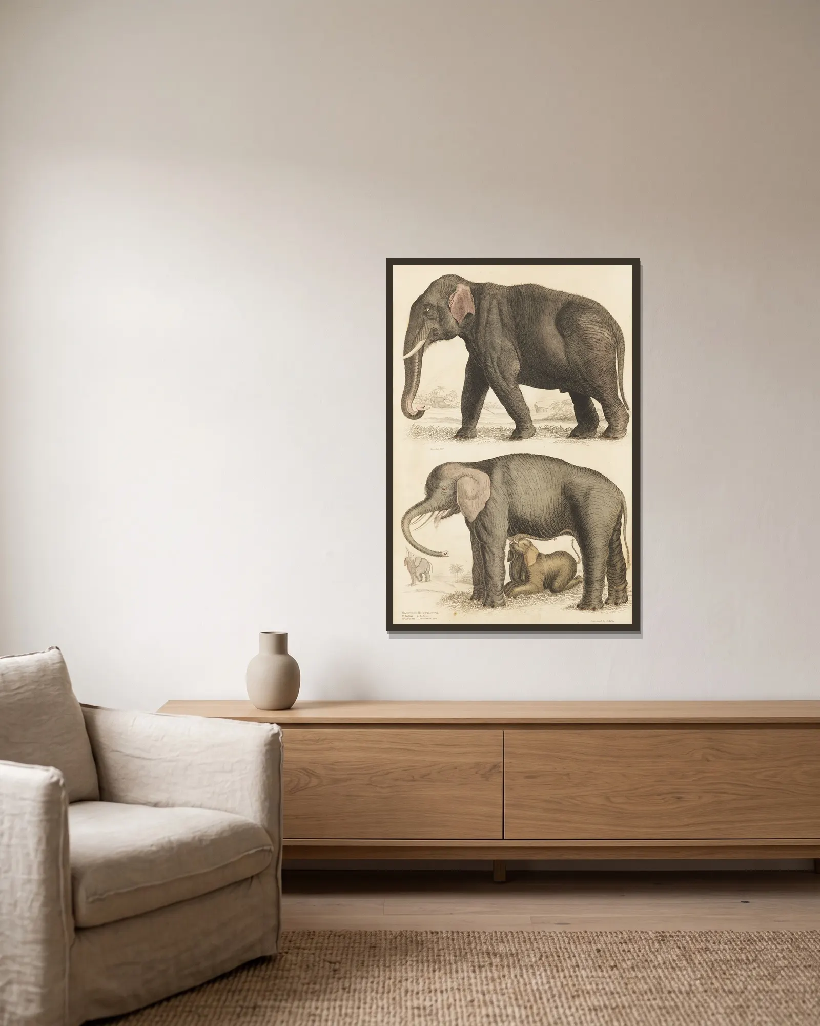 Elephants av William MacGillivray inramad på en vägg