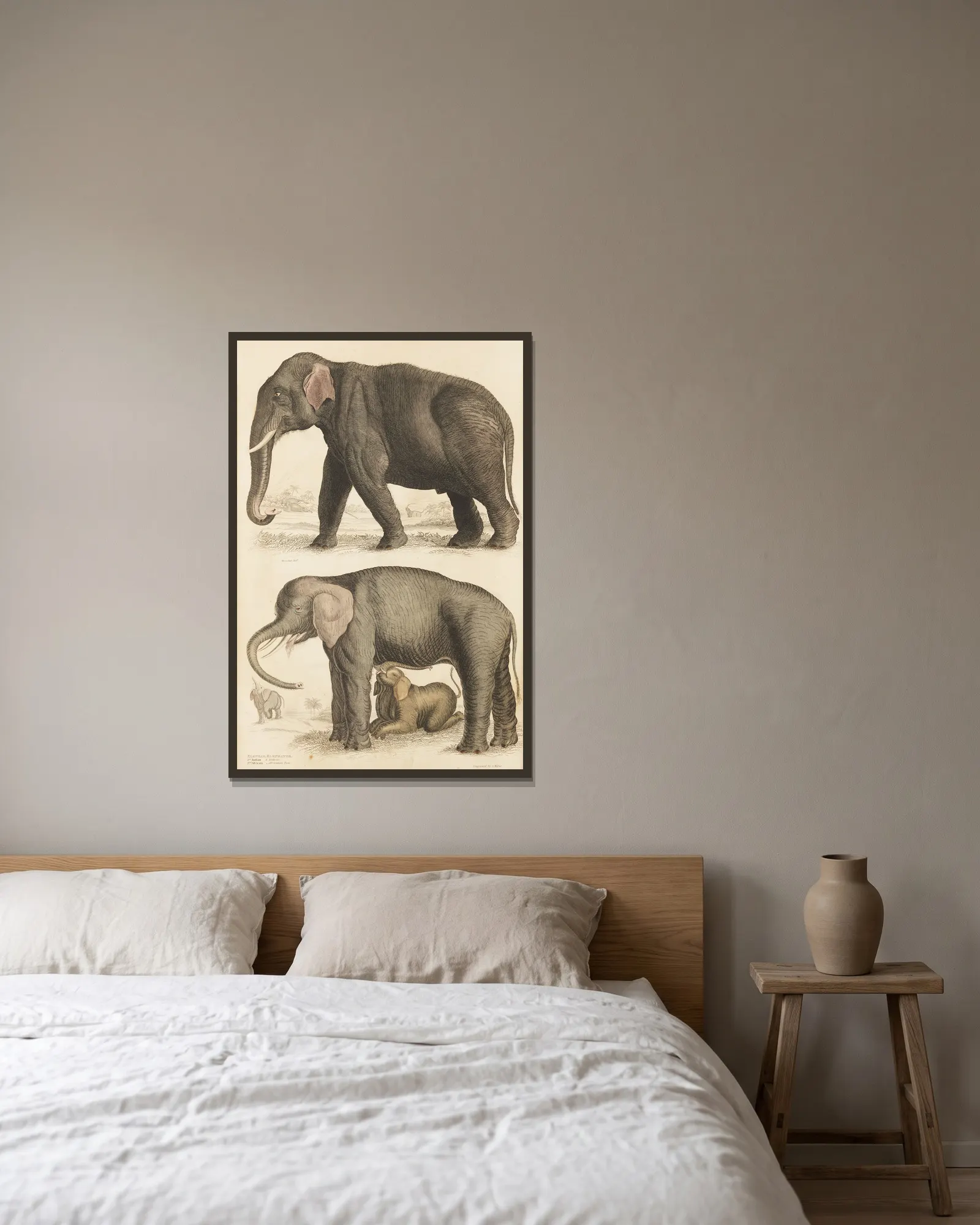 Elephants av William MacGillivray inramad på en vägg