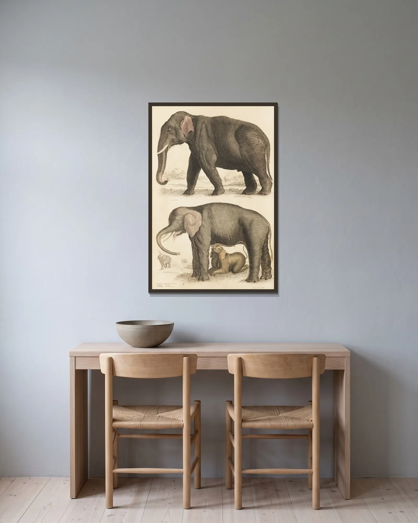 Elephants av William MacGillivray inramad på en vägg