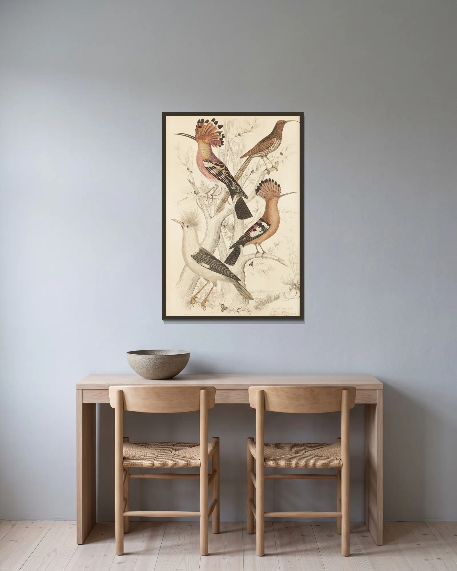 Hoopoes av William MacGillivray inramad på en vägg