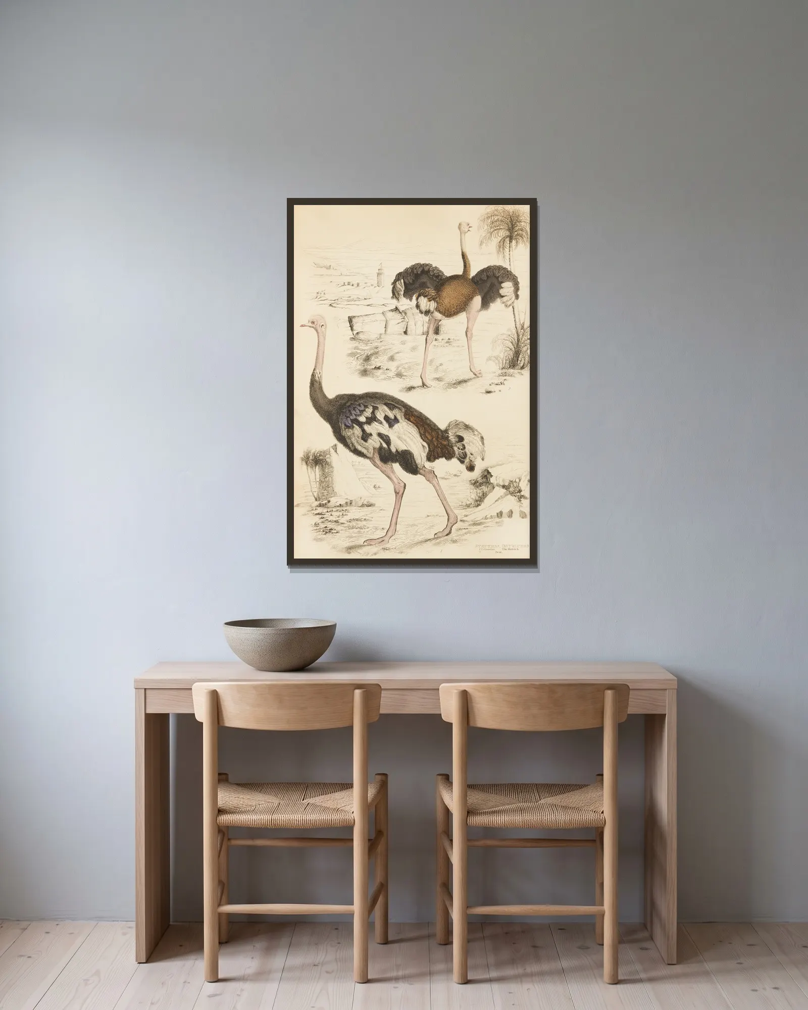 Ostriches av William MacGillivray inramad på en vägg