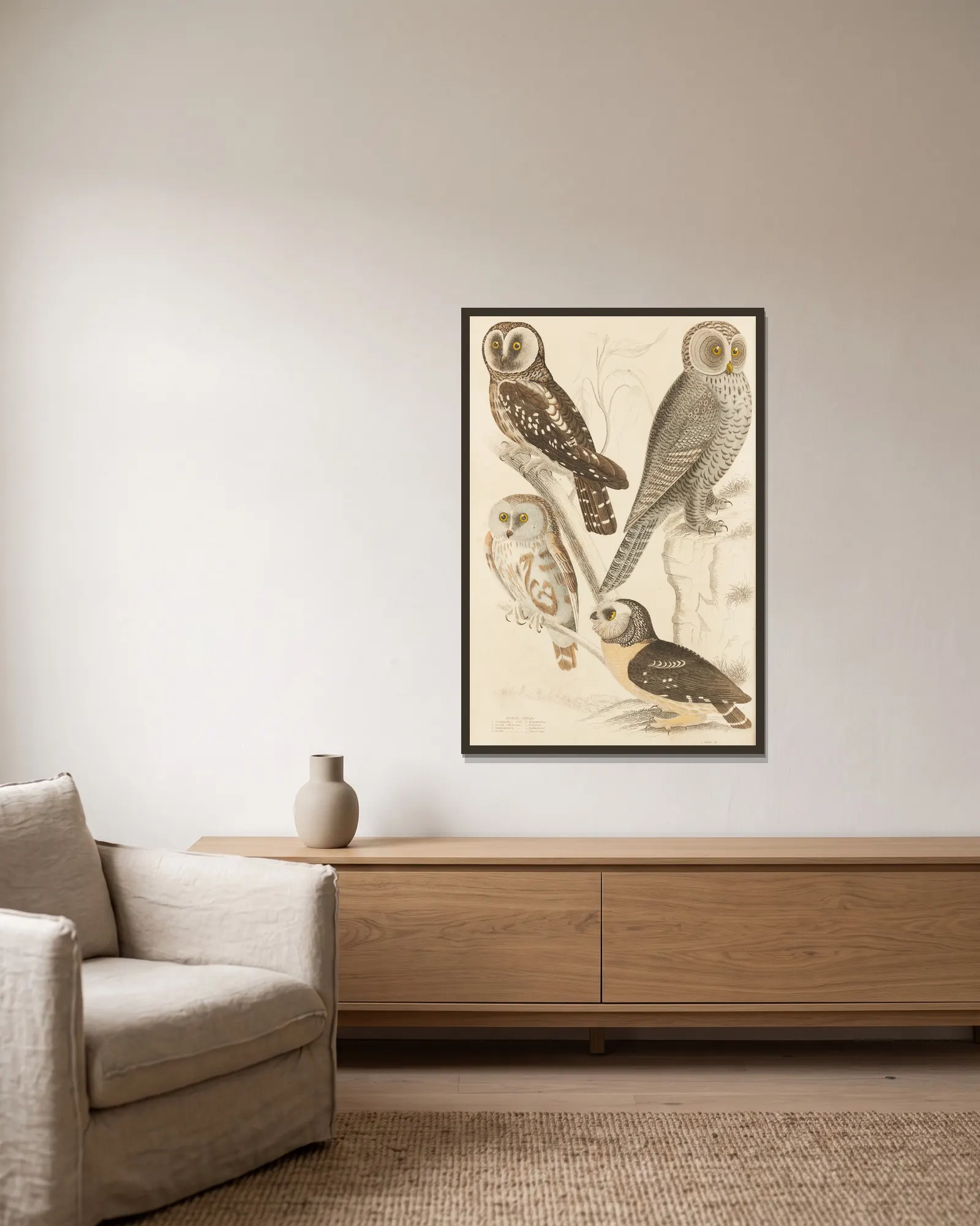 Owls av William MacGillivray inramad på en vägg