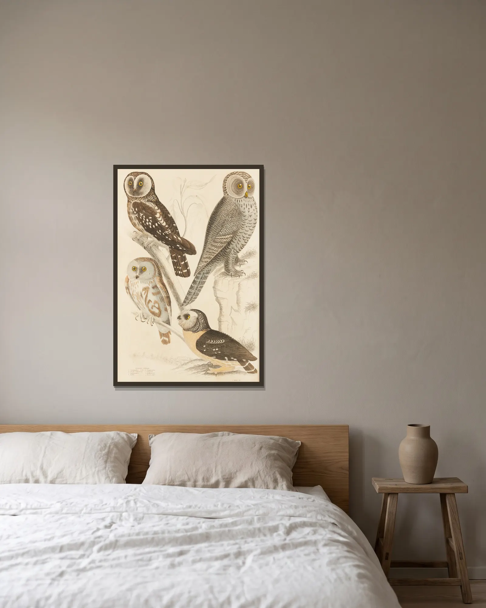 Owls av William MacGillivray inramad på en vägg