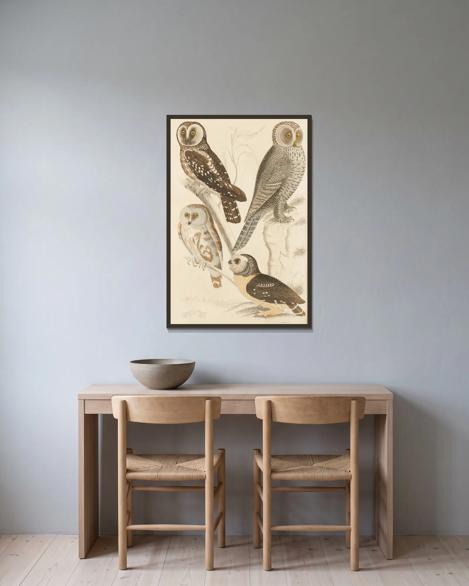 Owls av William MacGillivray inramad på en vägg