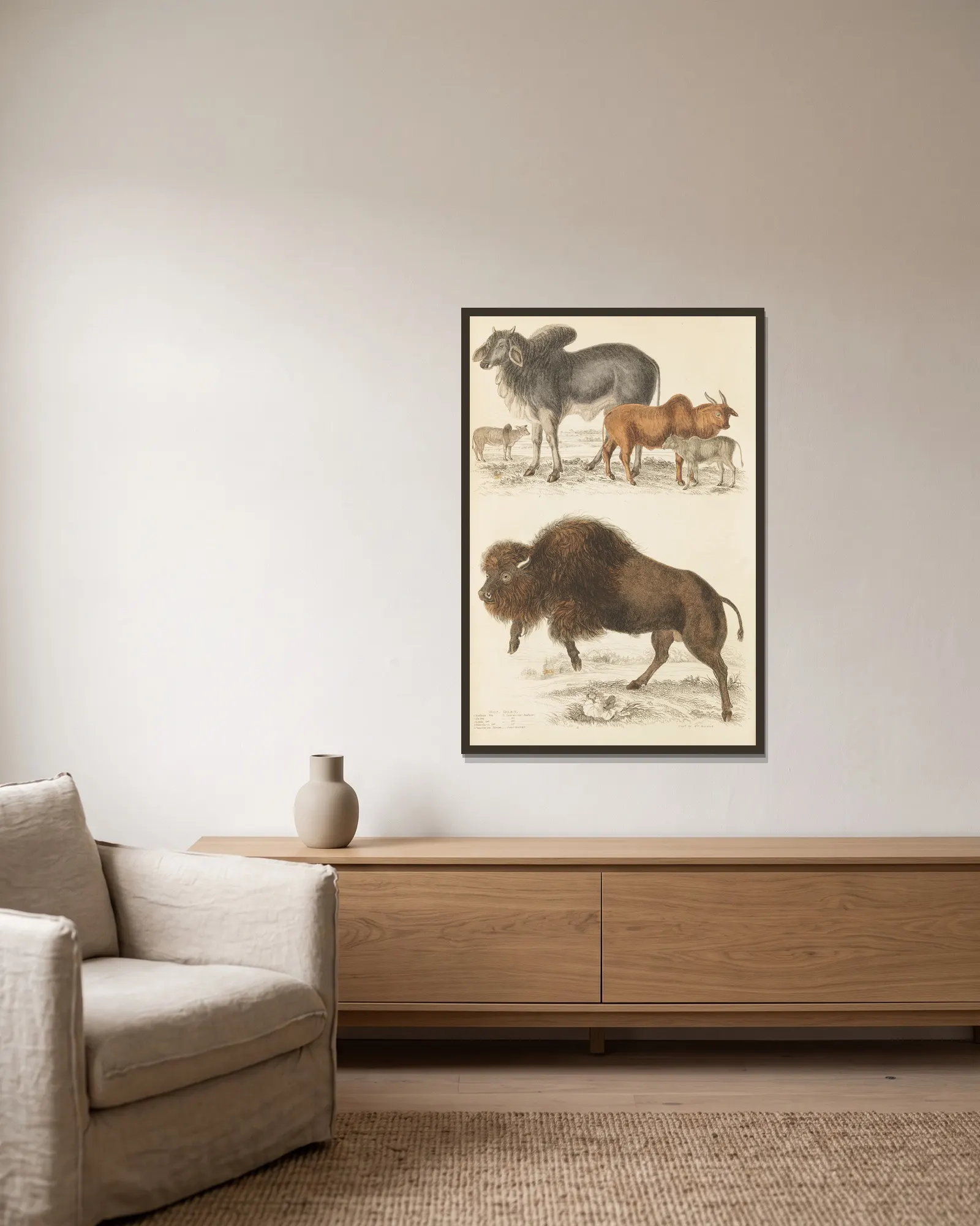Oxen av William MacGillivray inramad på en vägg