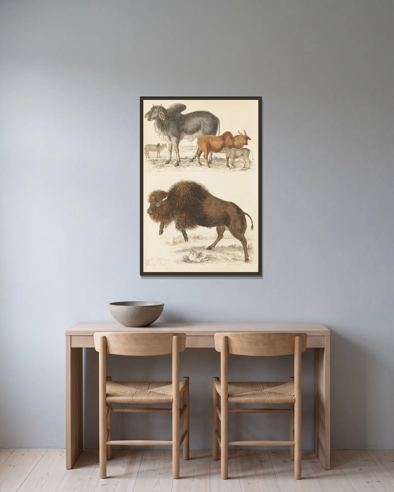 Oxen av William MacGillivray inramad på en vägg