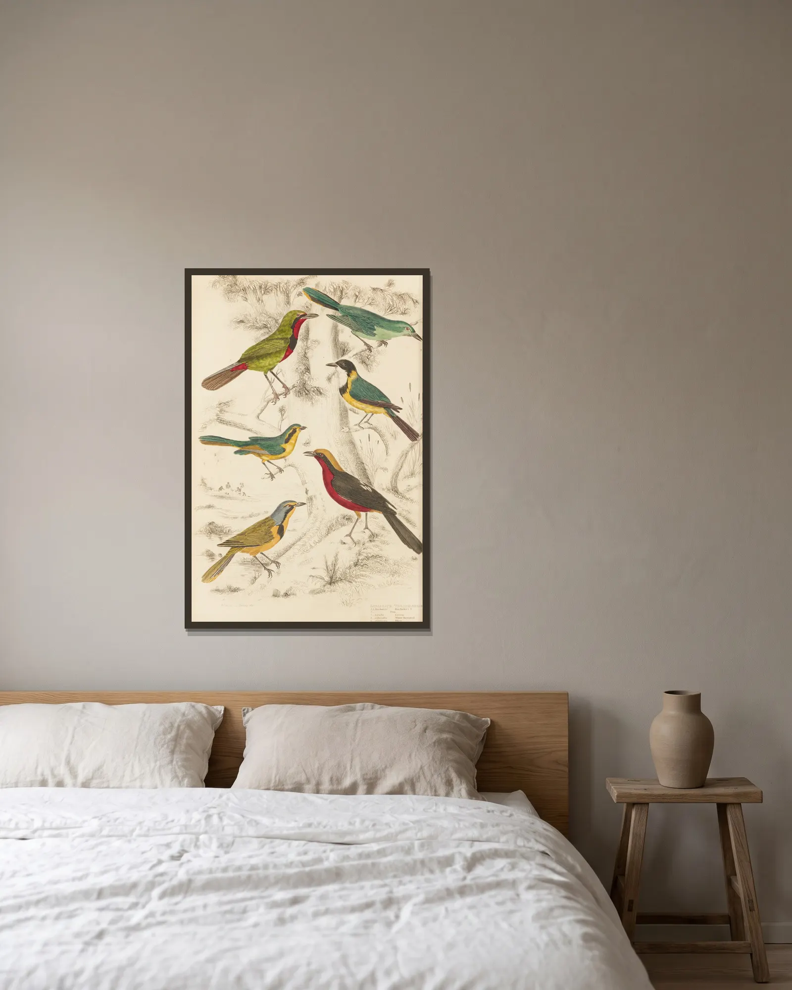 Thrush-Shrike av William MacGillivray inramad på en vägg