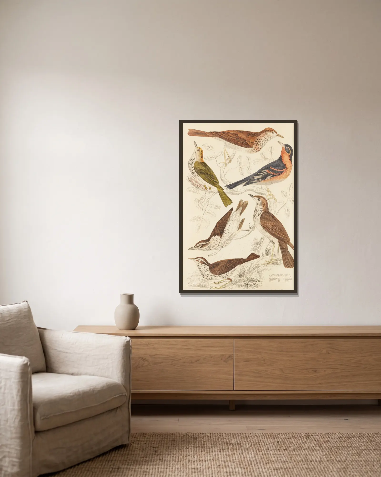 Thrushes av William MacGillivray inramad på en vägg