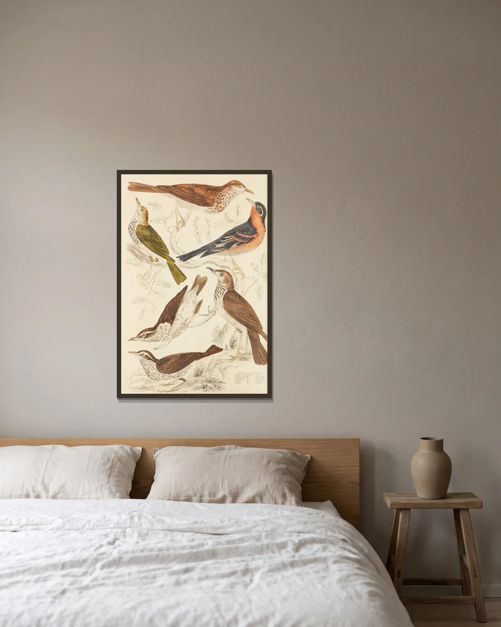 Thrushes av William MacGillivray inramad på en vägg