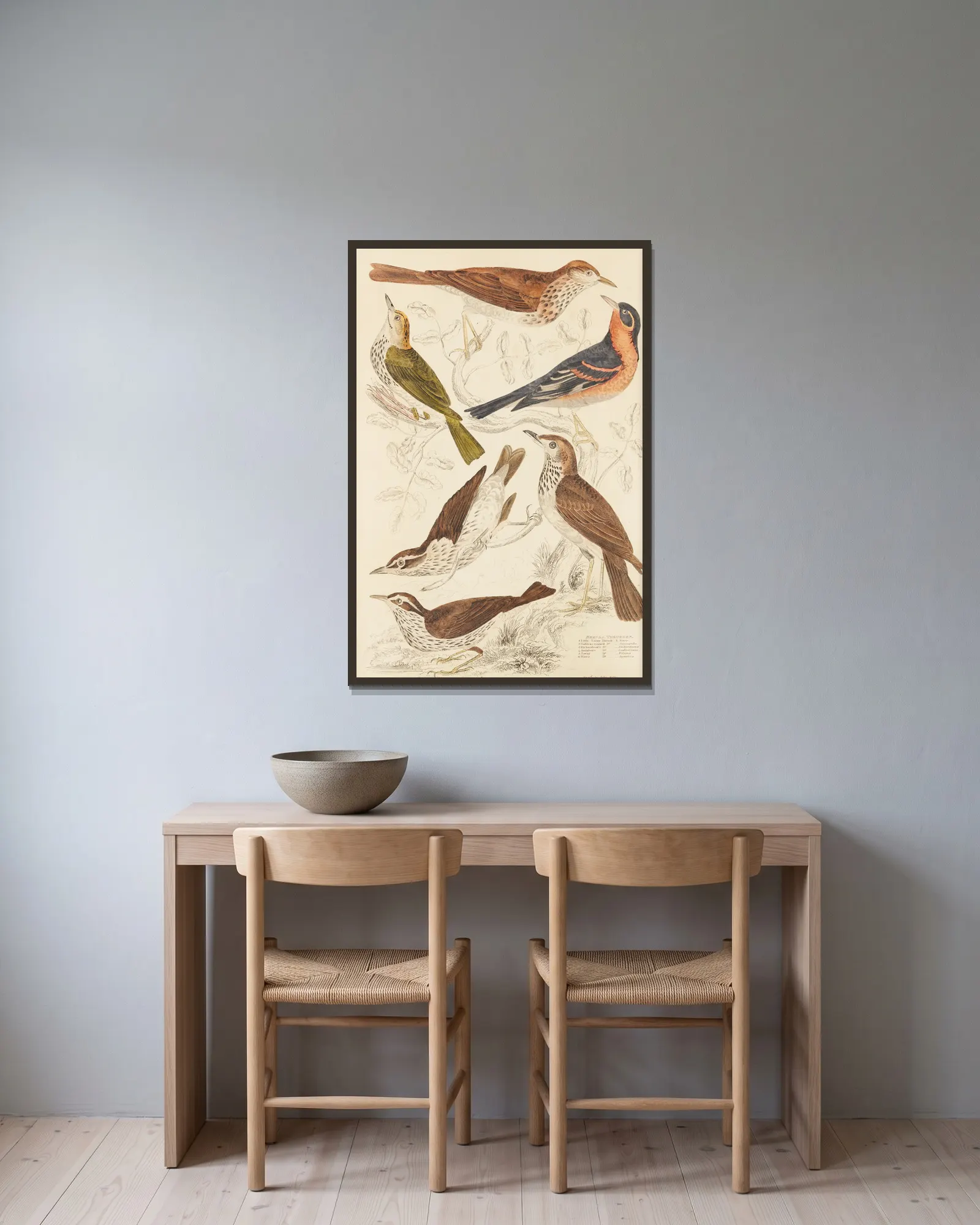 Thrushes av William MacGillivray inramad på en vägg