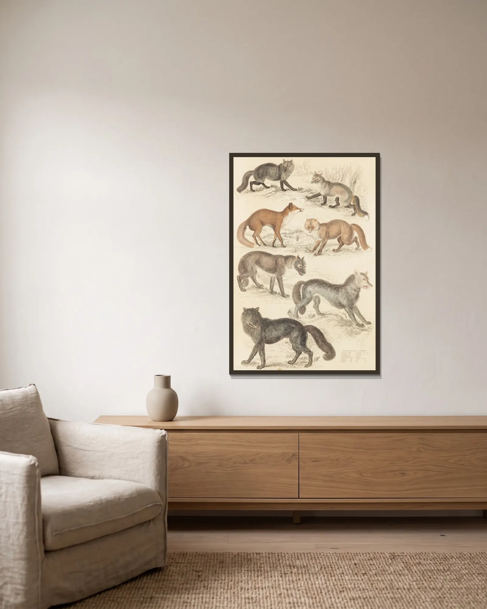 Wolves & Foxes av William MacGillivray inramad på en vägg