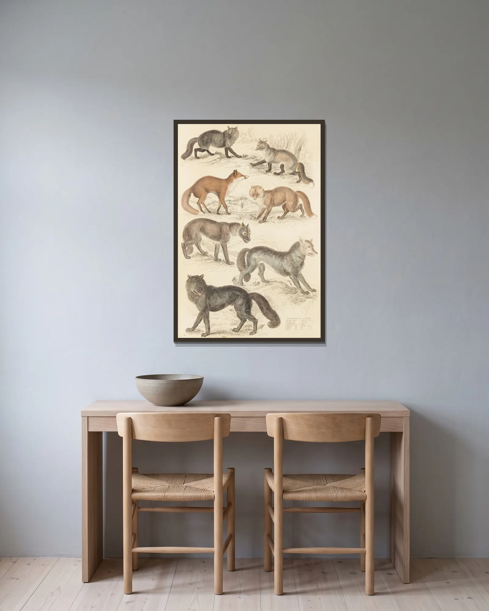 Wolves & Foxes av William MacGillivray inramad på en vägg