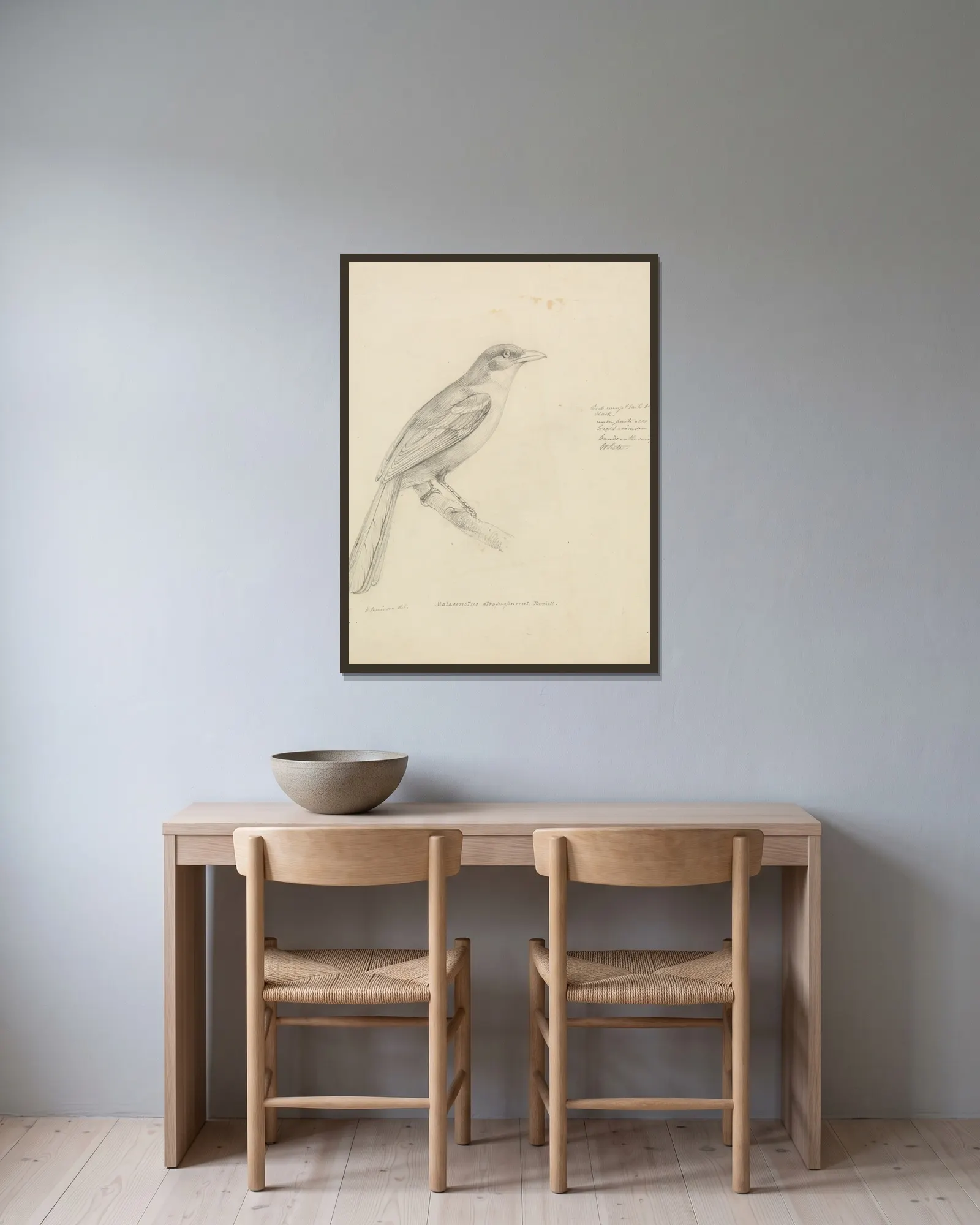 A Bird av William Swainson inramad på en vägg