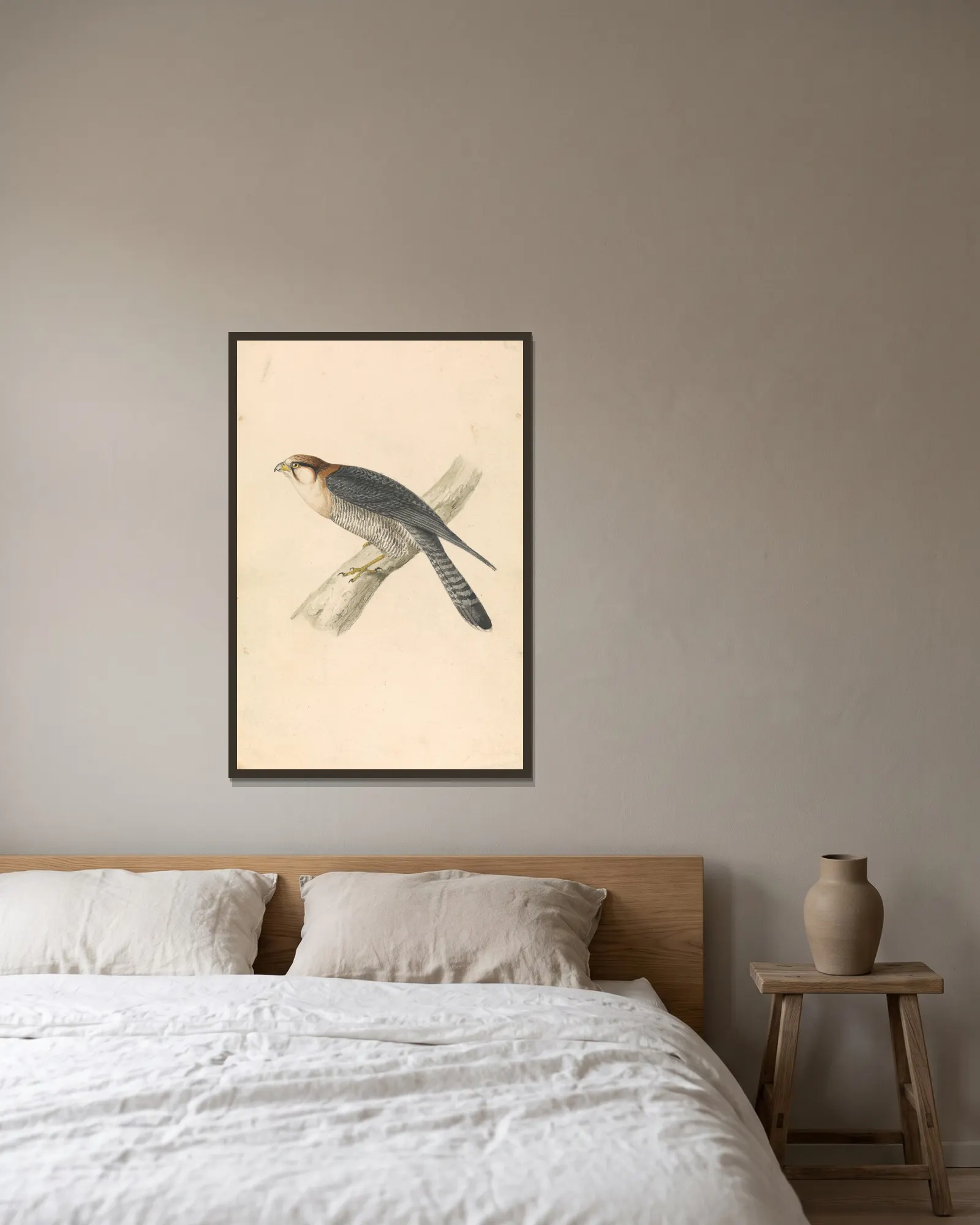 Rufous Necked Falcon av William Swainson inramad på en vägg
